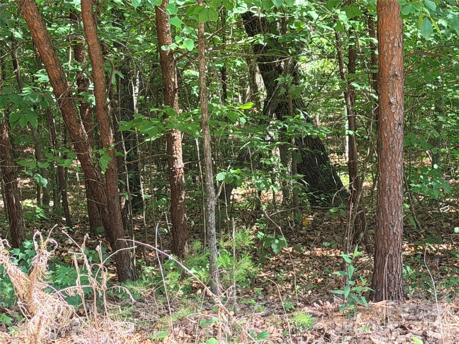00 Grassy Knob Road #5 - Photo 8
