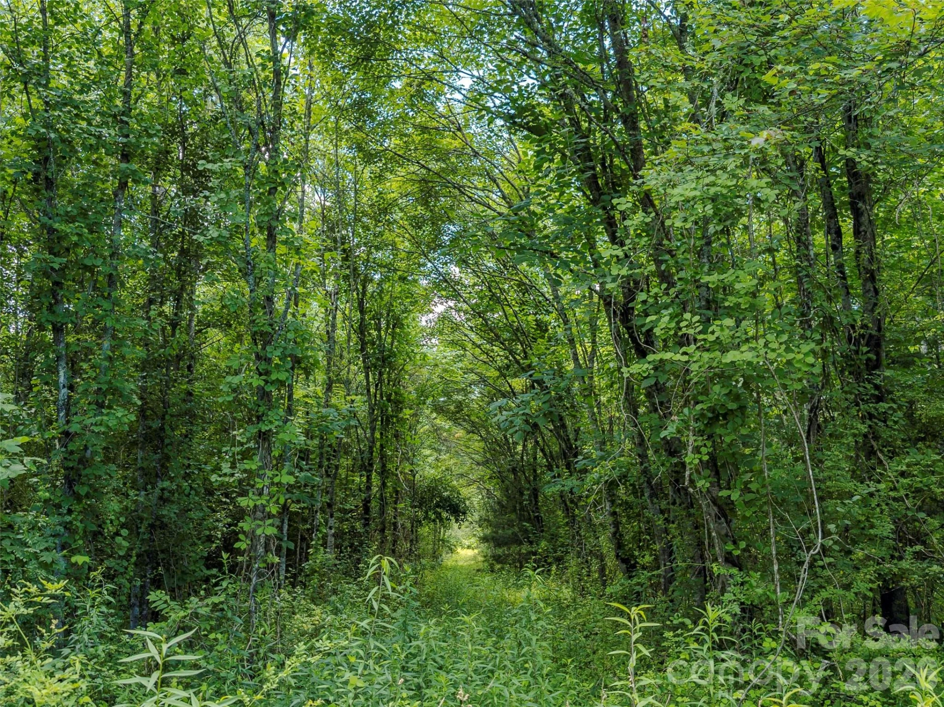 TBD Canebrake Road - Photo 2