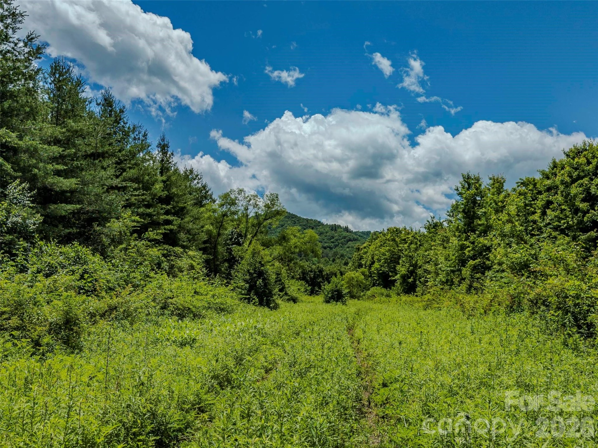 TBD Canebrake Road - Photo 3