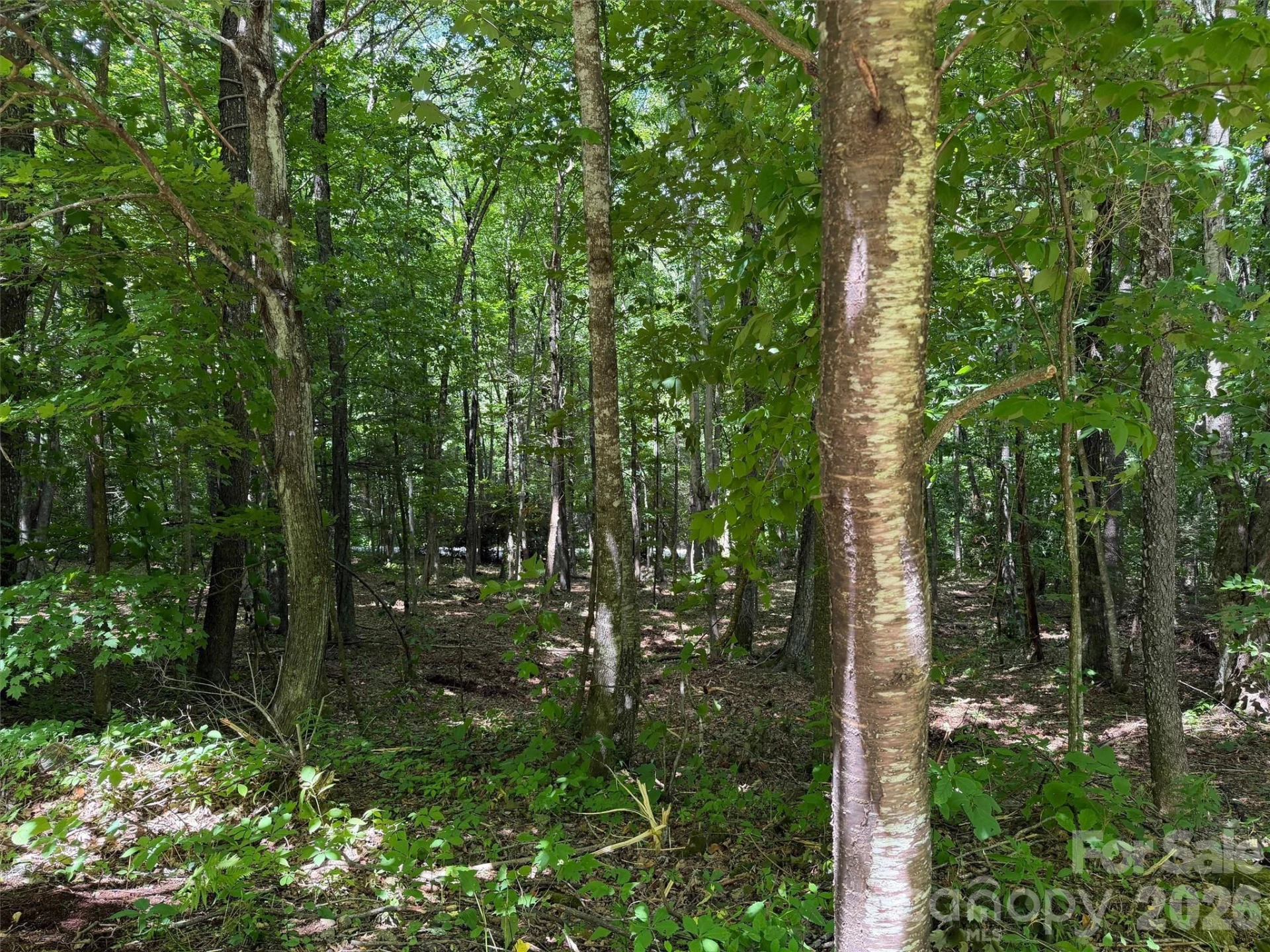 0 Serenity Mountain Road #108 - Photo 8