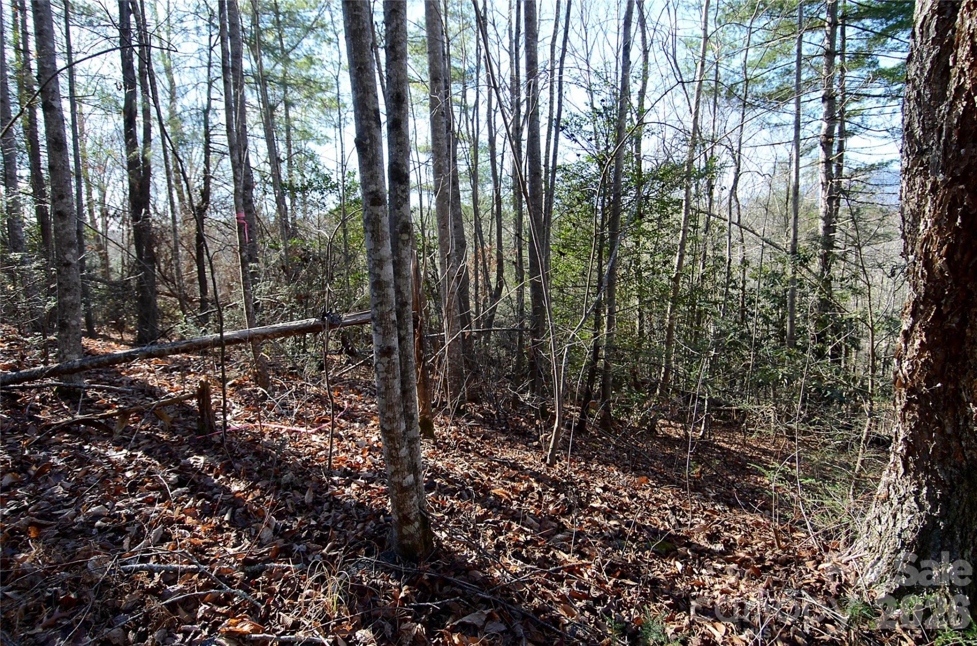 0 Wildwood Mountain Lane #8 - Photo 2