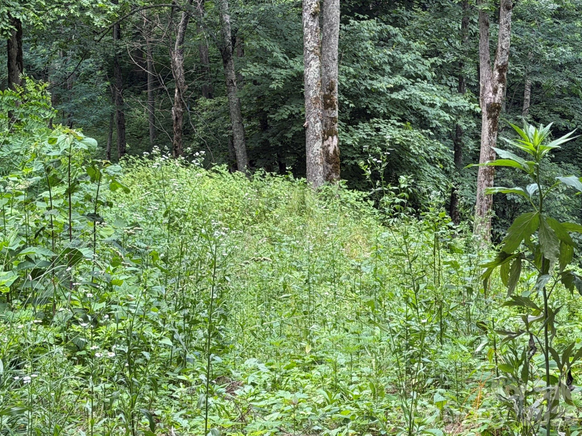 Lot 5 Gadohi Trail #5 - Photo 5