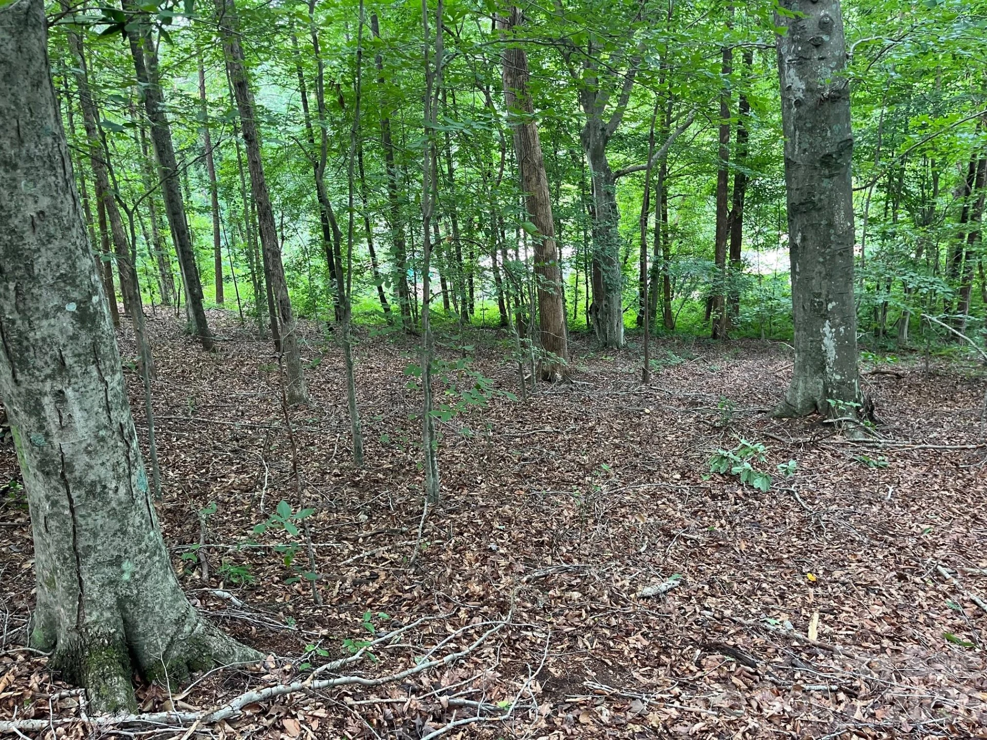 V/L Moore Branch Drive - Photo 2