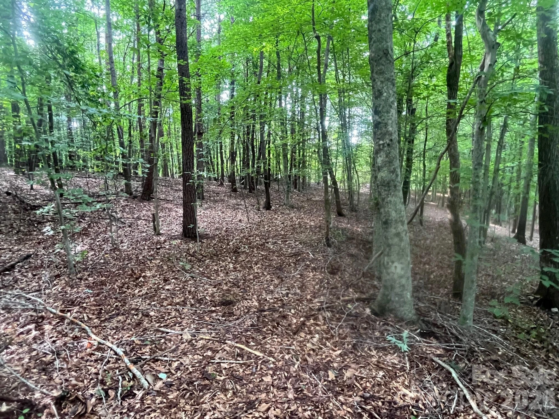 V/L Moore Branch Drive - Photo 4