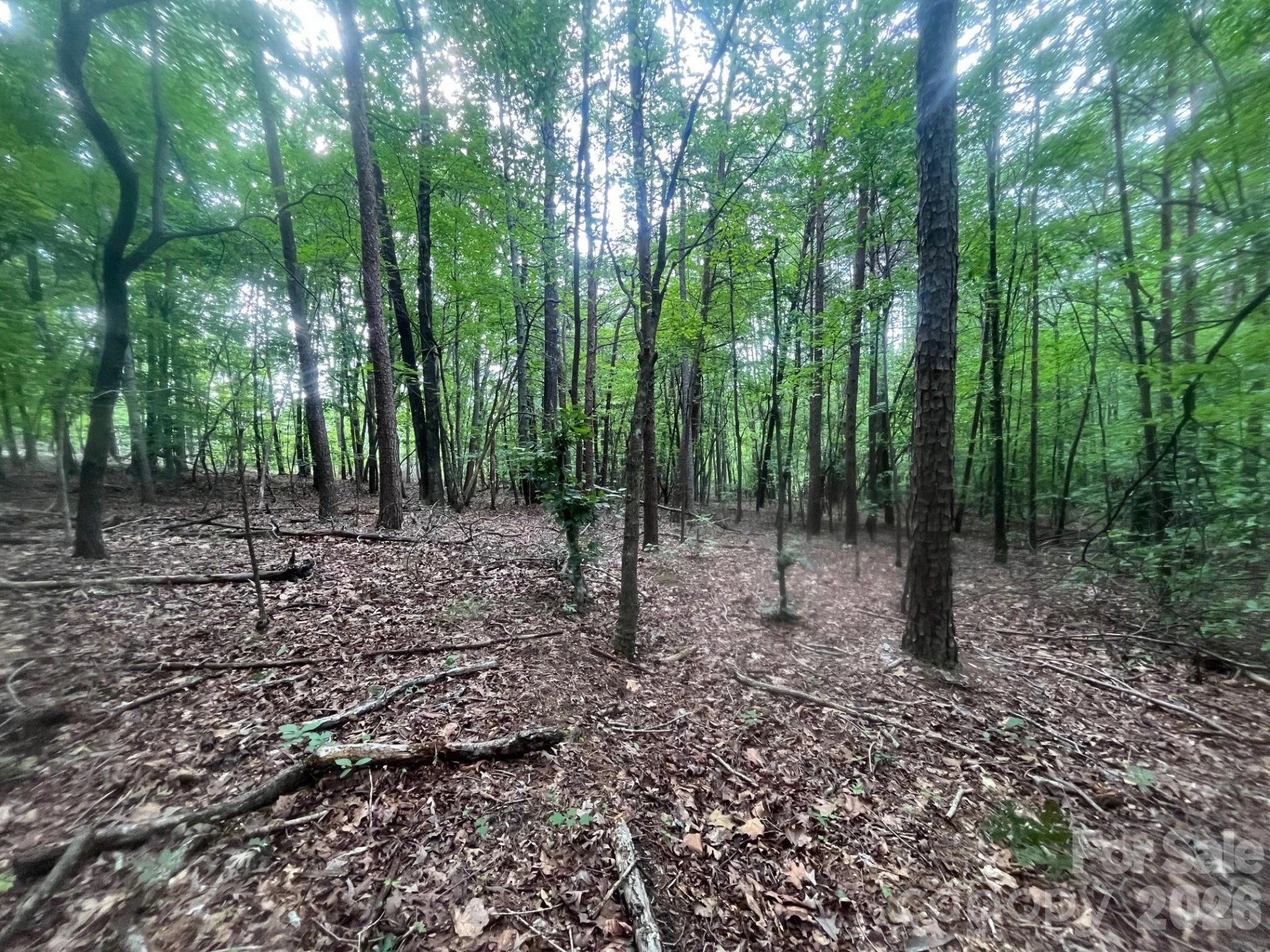V/L Moore Branch Drive - Photo 5
