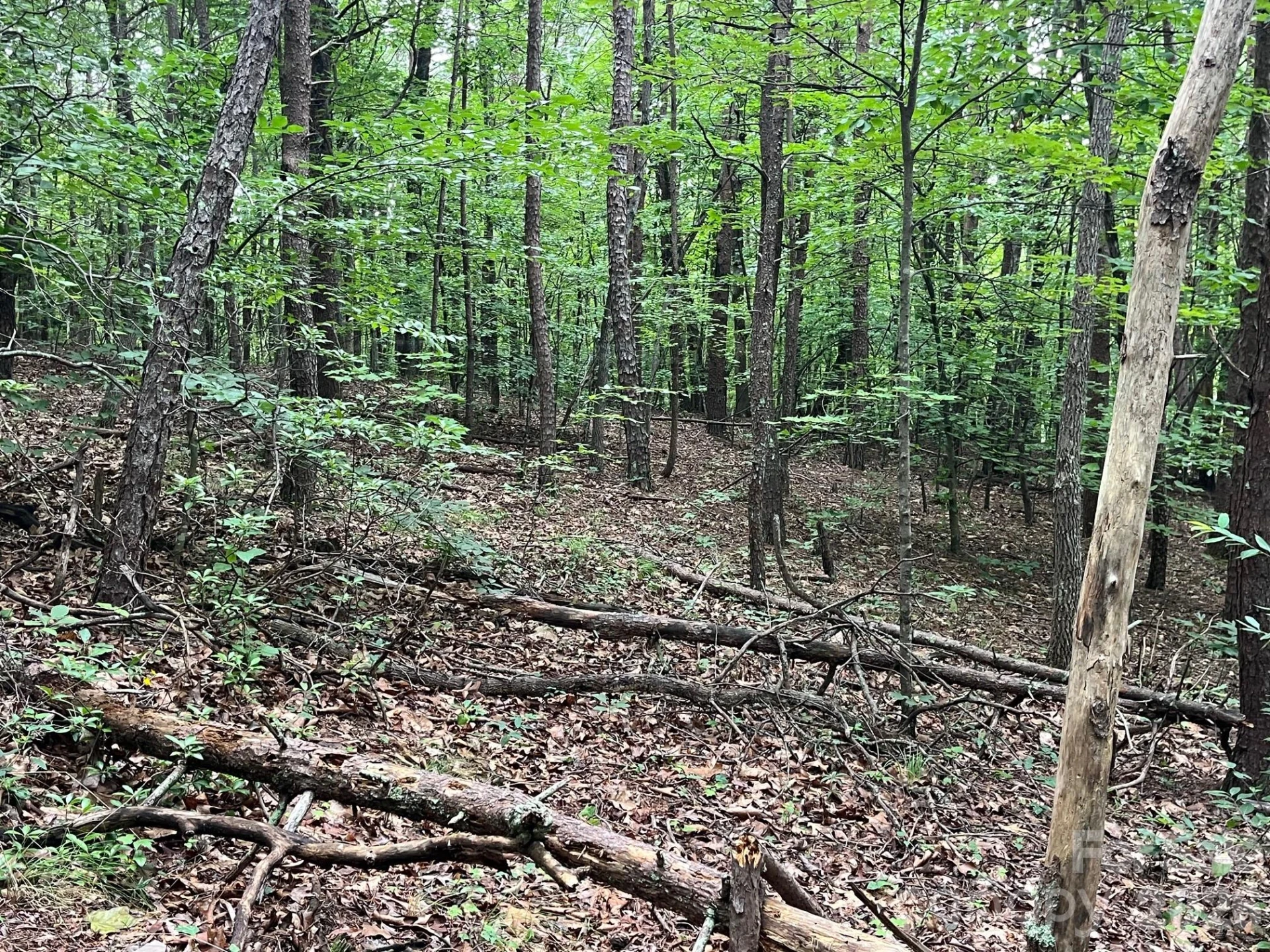 V/L Moore Branch Drive - Photo 6