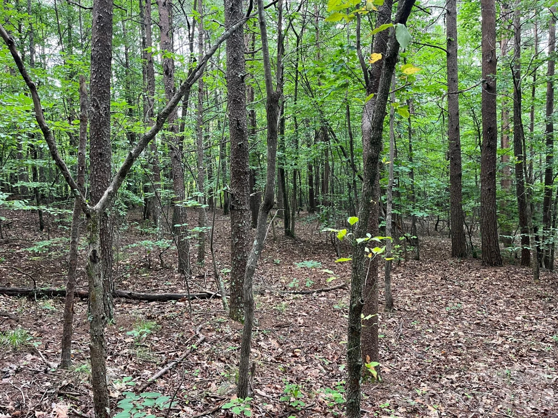 V/L Moore Branch Drive - Photo 7