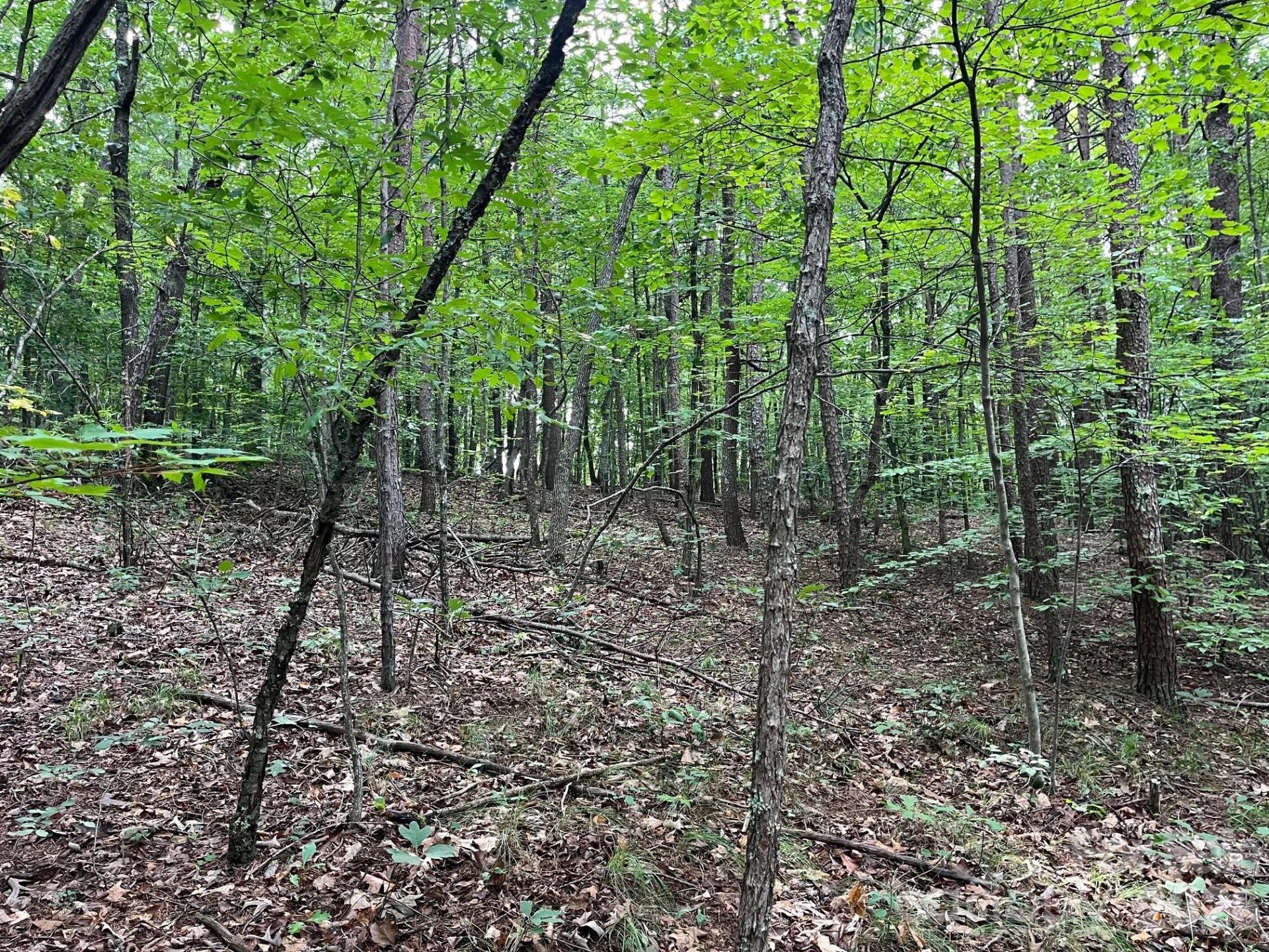 V/L Moore Branch Drive - Photo 8
