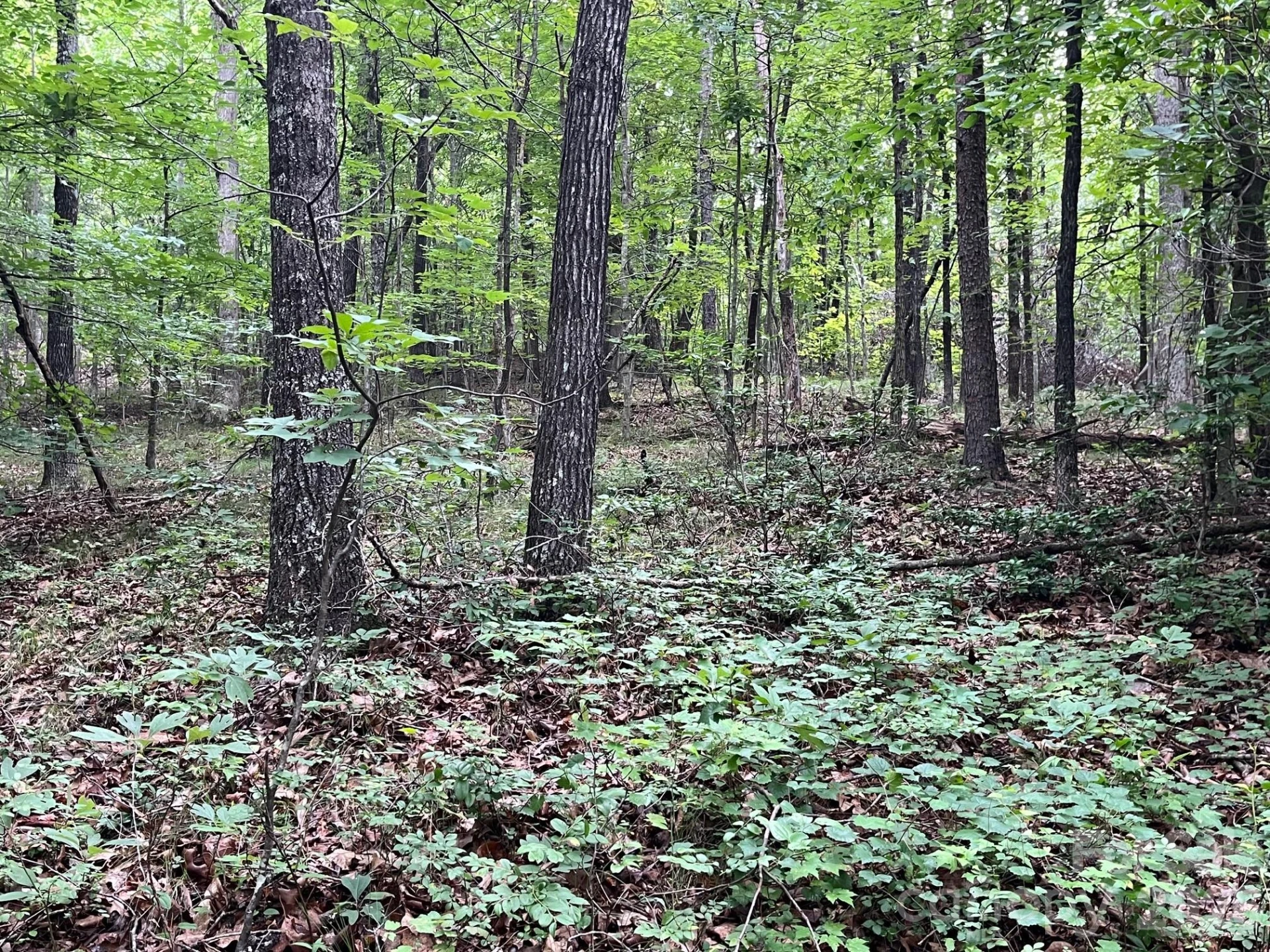 V/L Moore Branch Drive - Photo 9