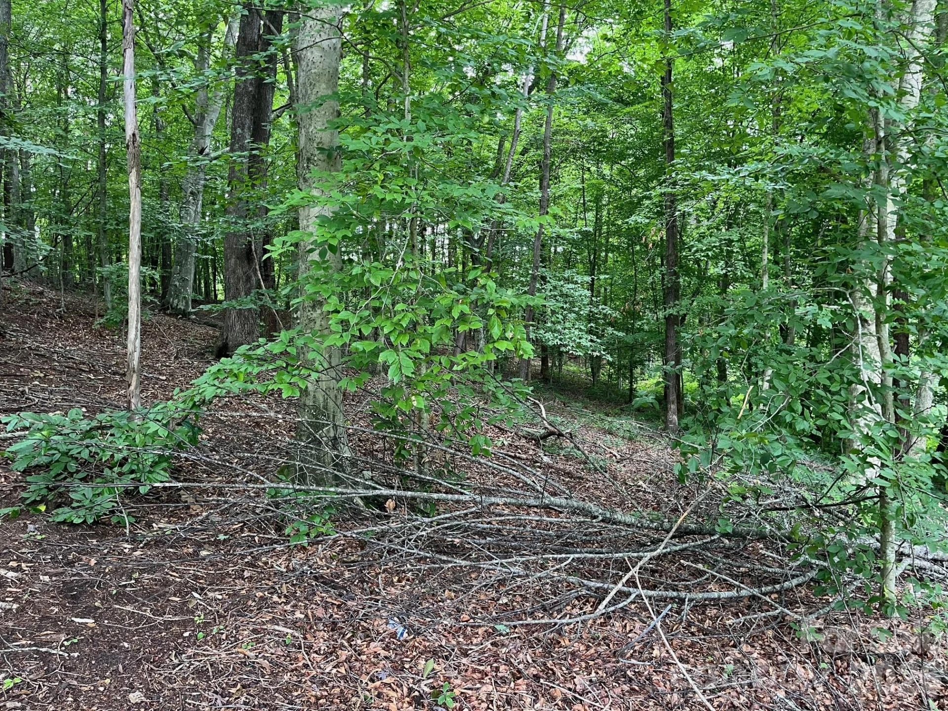 V/L Moore Branch Drive - Photo 11