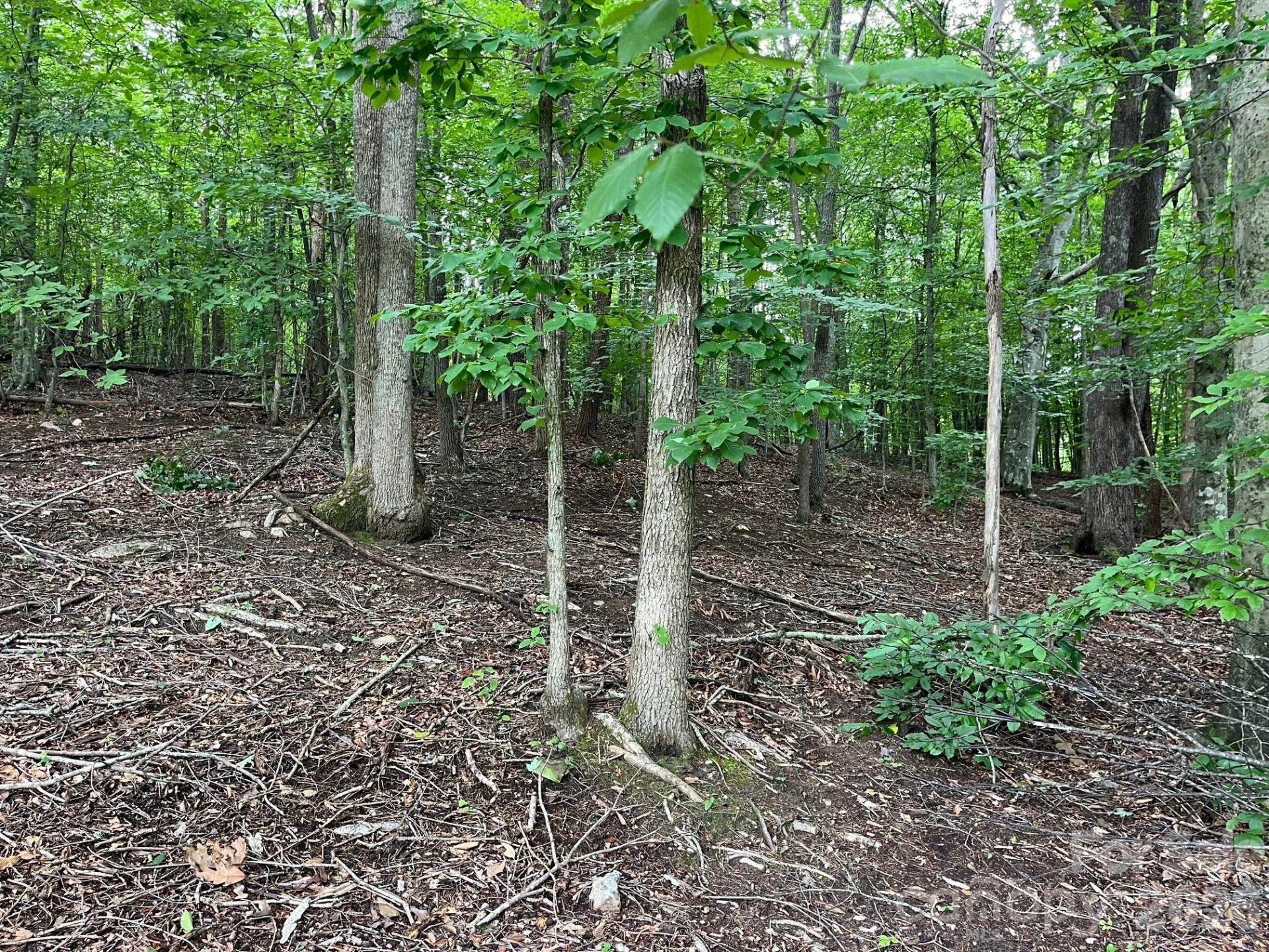 V/L Moore Branch Drive - Photo 12
