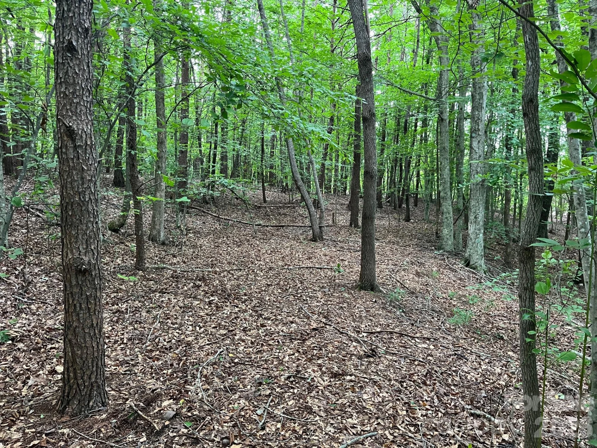 V/L Moore Branch Drive - Photo 13