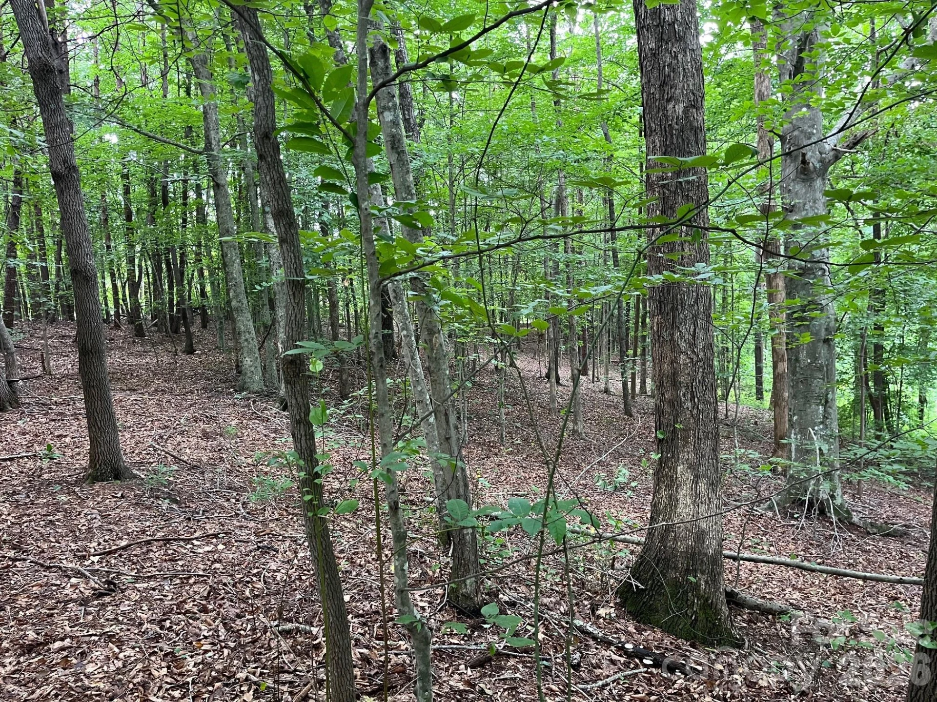 V/L Moore Branch Drive - Photo 14