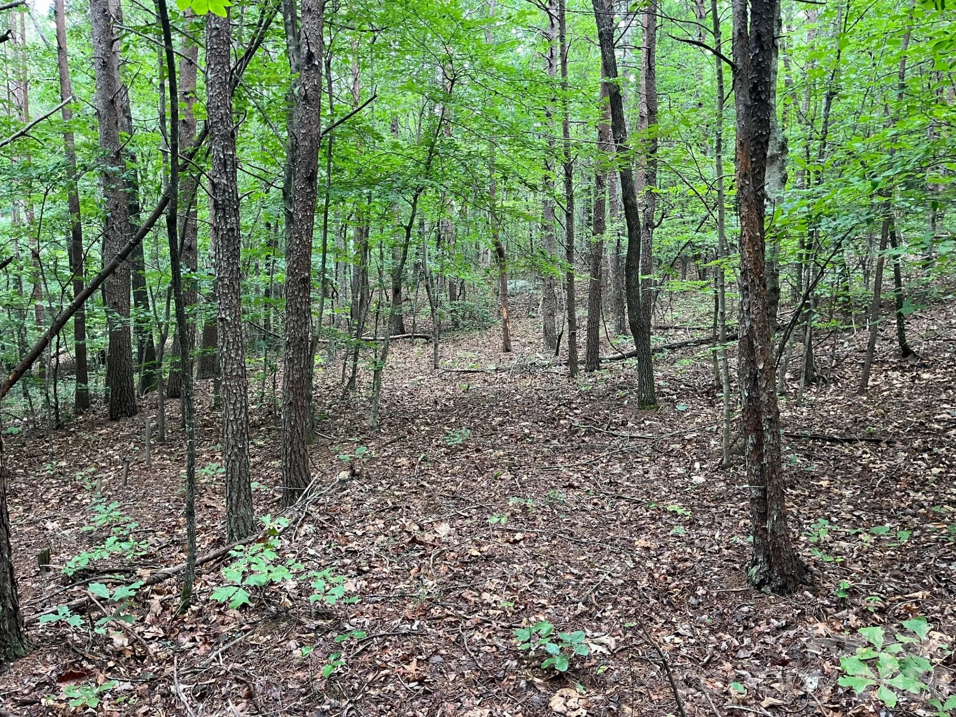 V/L Moore Branch Drive - Photo 15