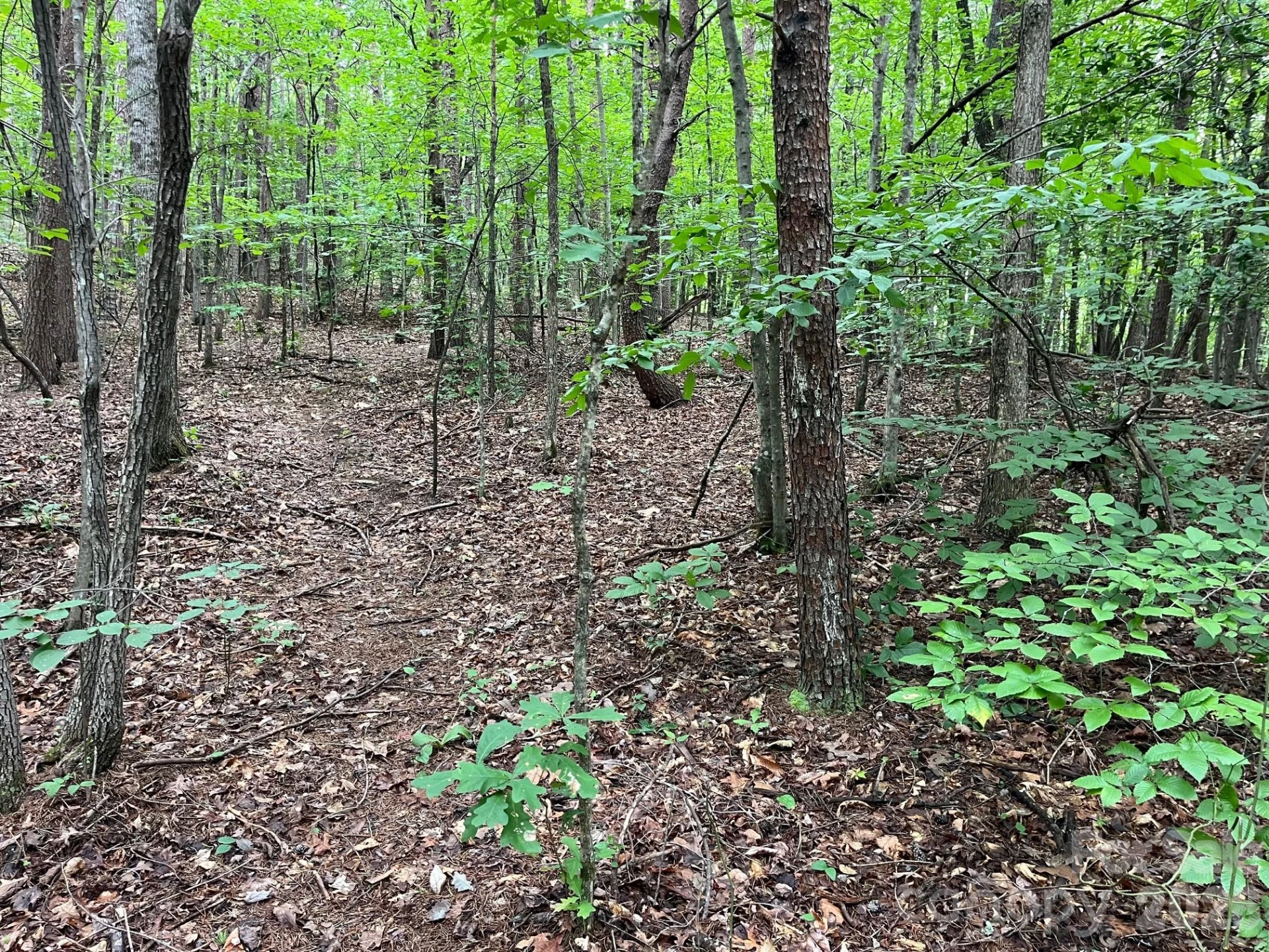 V/L Moore Branch Drive - Photo 16