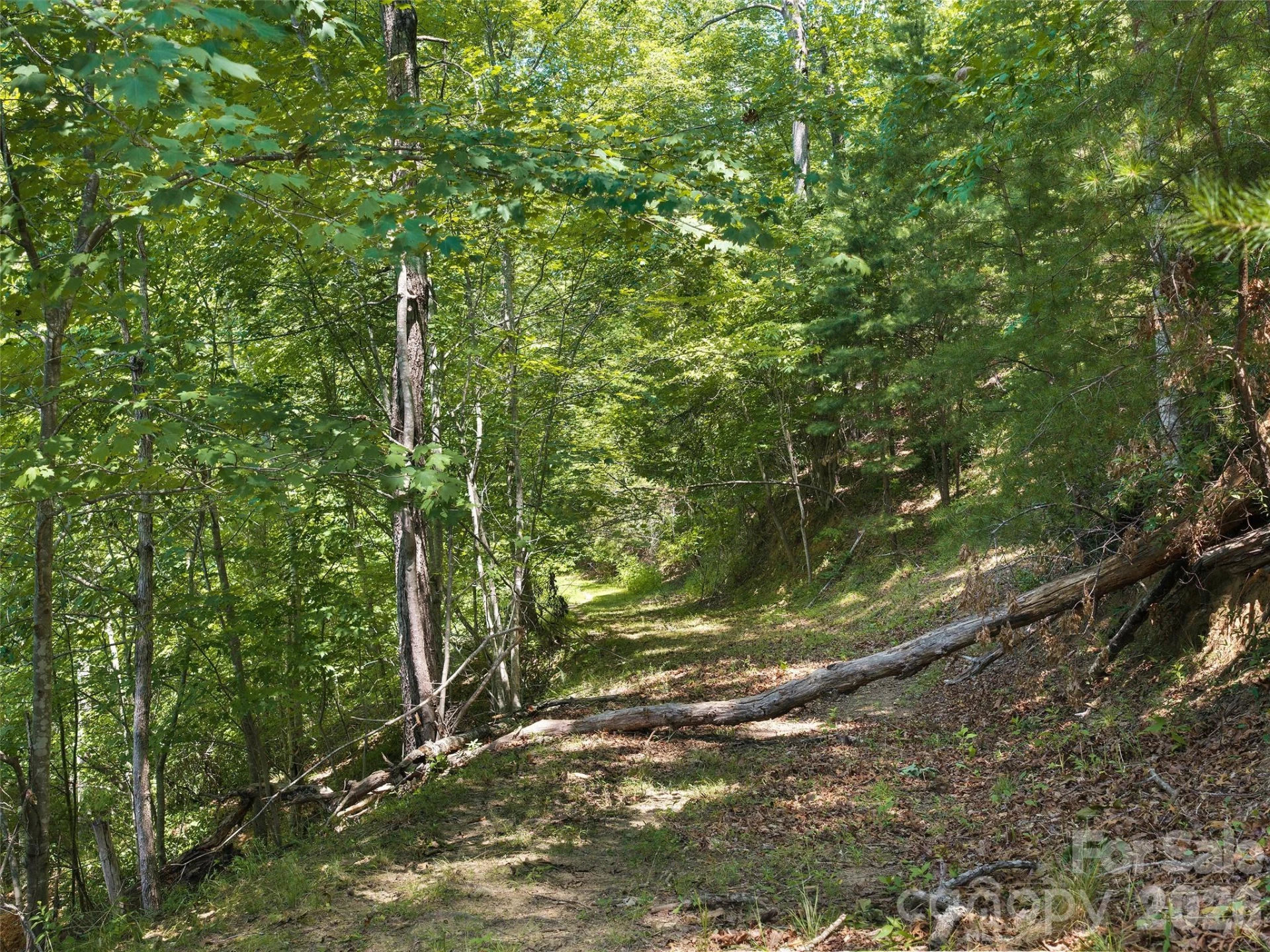 Lot 3 Loggers Pass Lane - Photo 4