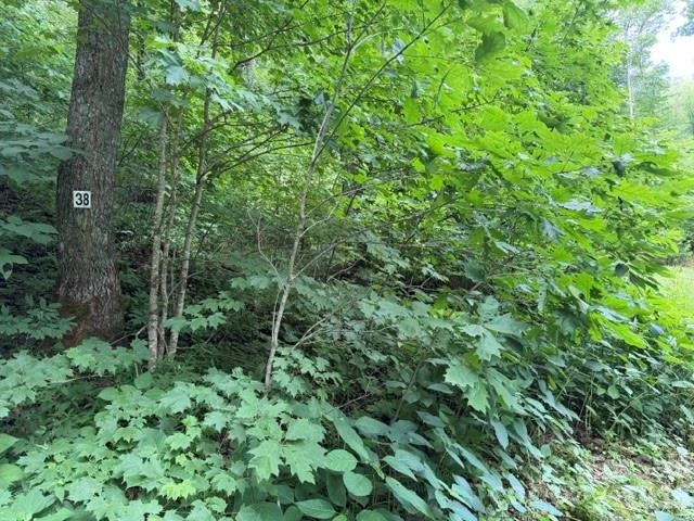 Lot 38 Yanasa Trail #38 - Photo 4
