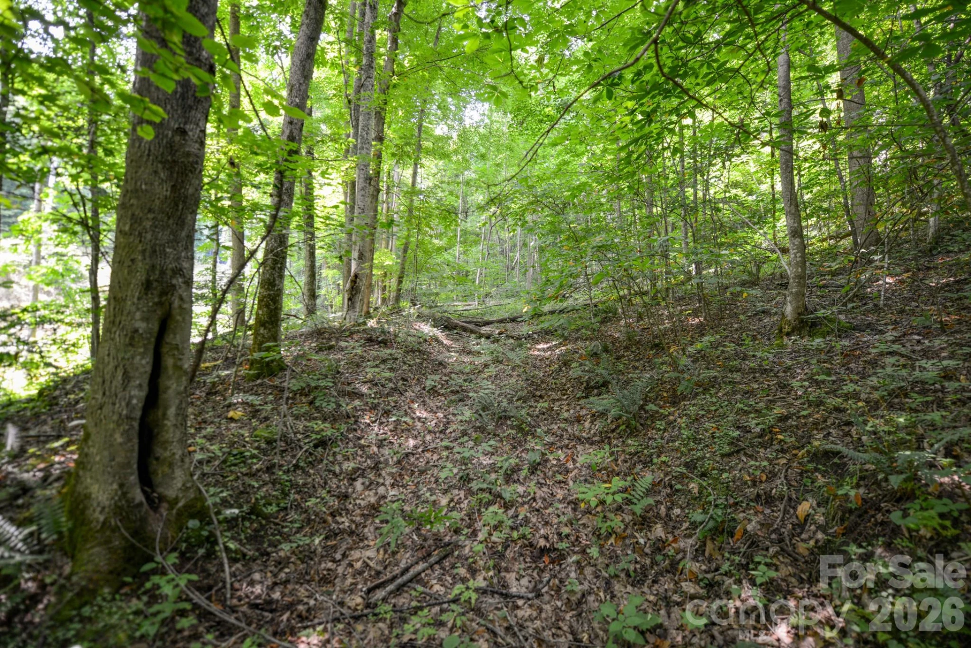 ### Board Tree Road #1 - Photo 5