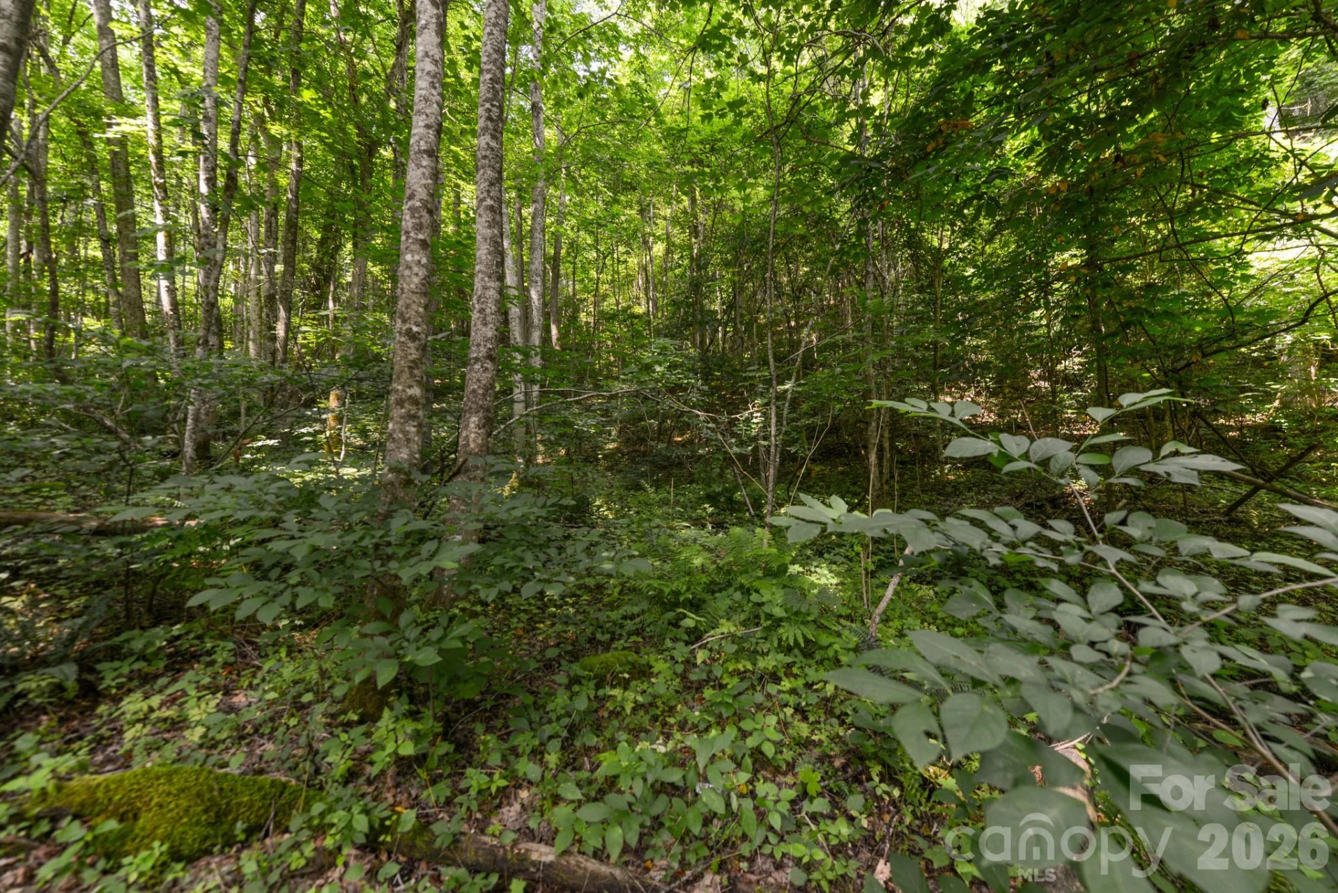 ### Board Tree Road #1 - Photo 6