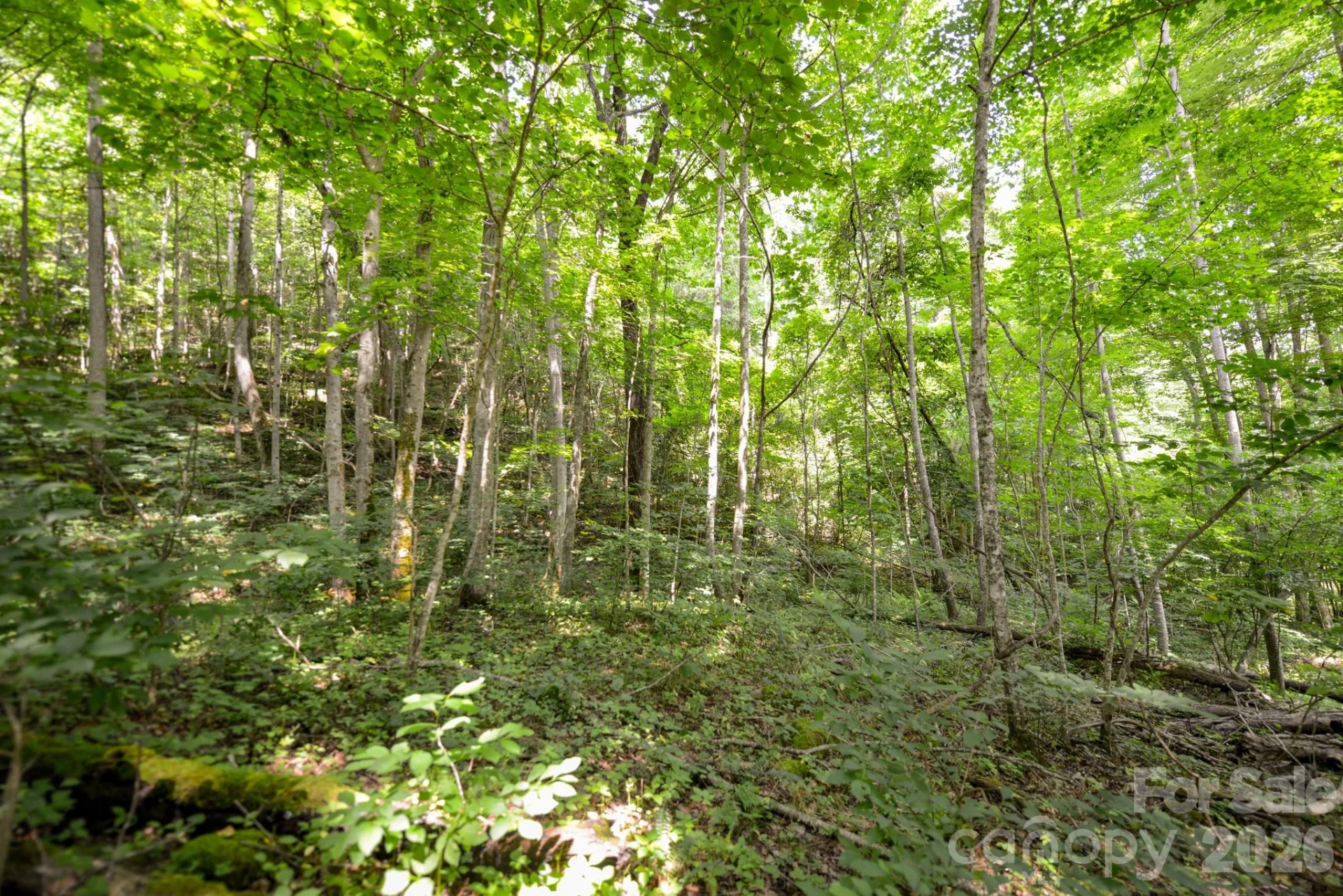 ### Board Tree Road #1 - Photo 7