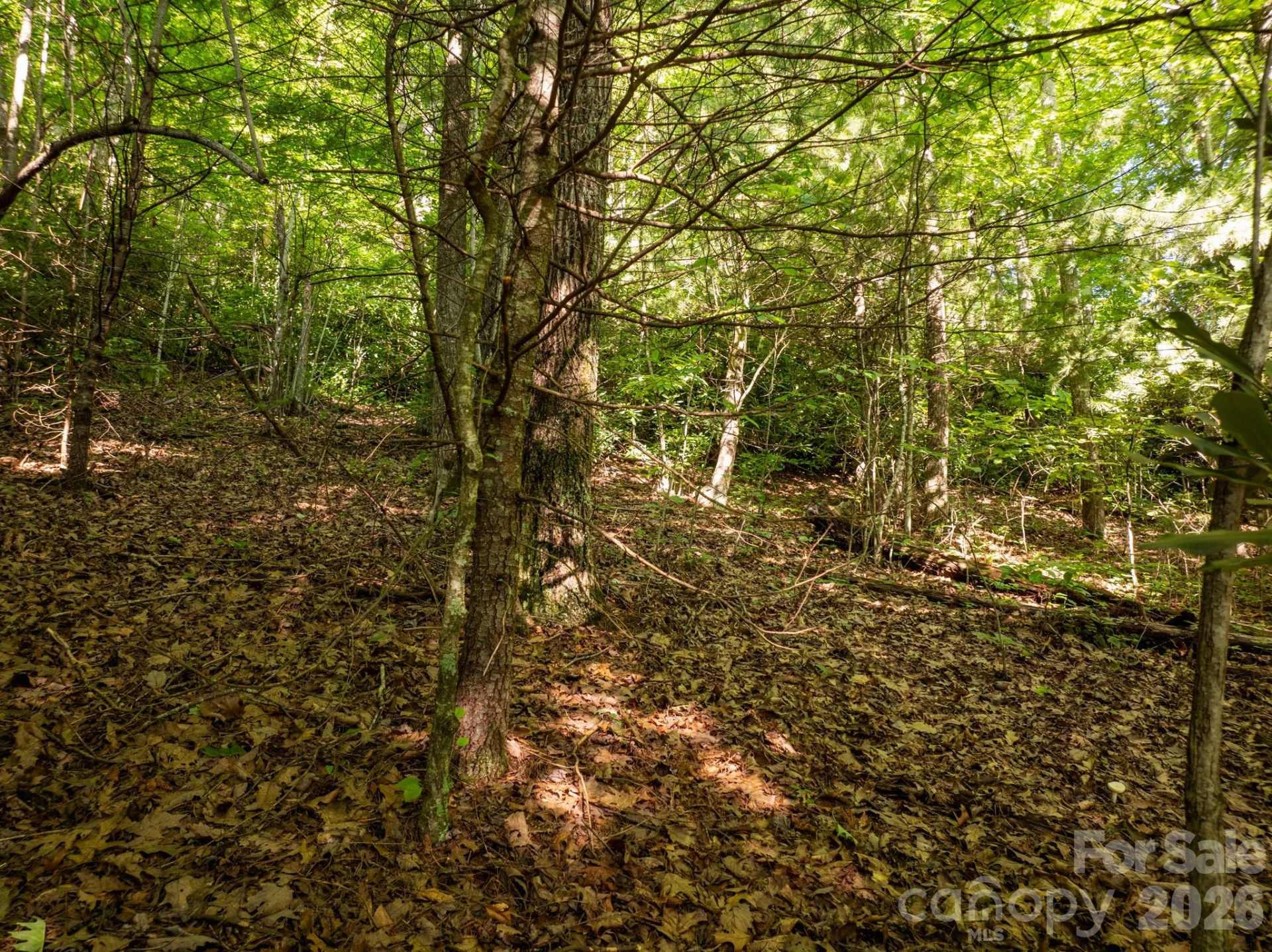 59 Old Greybeard Loop - Photo 11