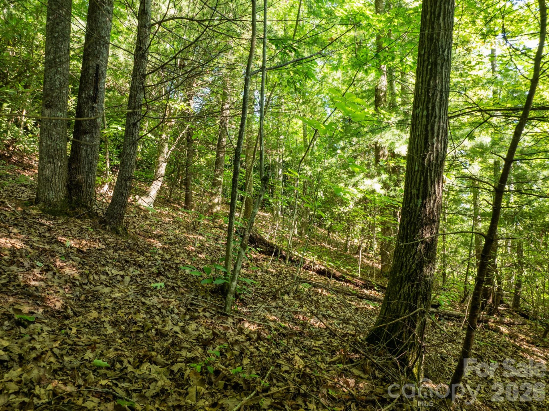 59 Old Greybeard Loop - Photo 12