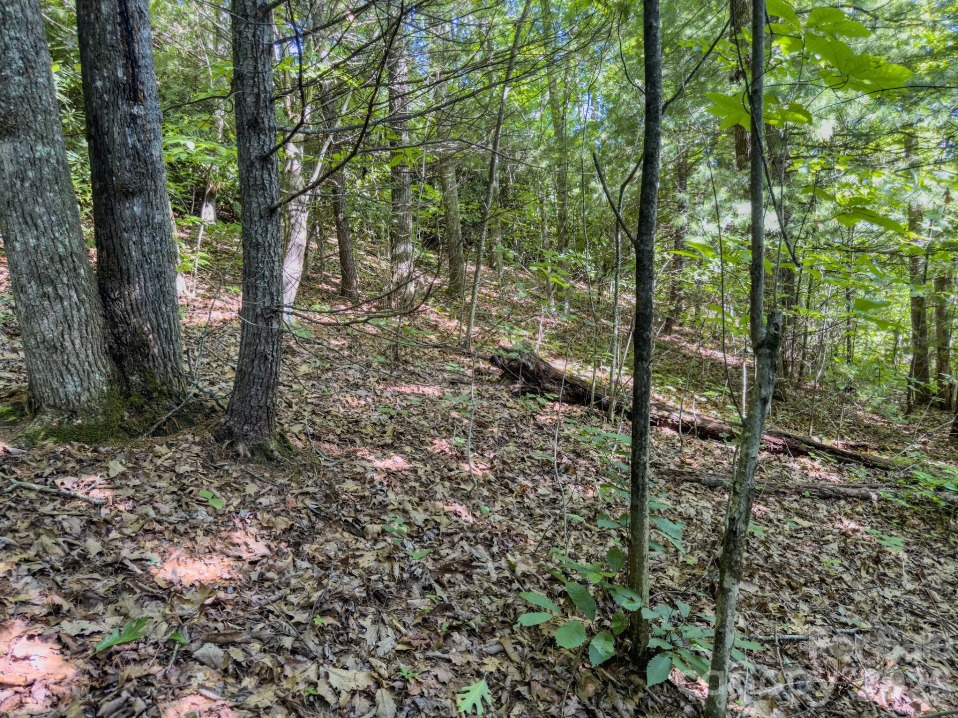 59 Old Greybeard Loop - Photo 9