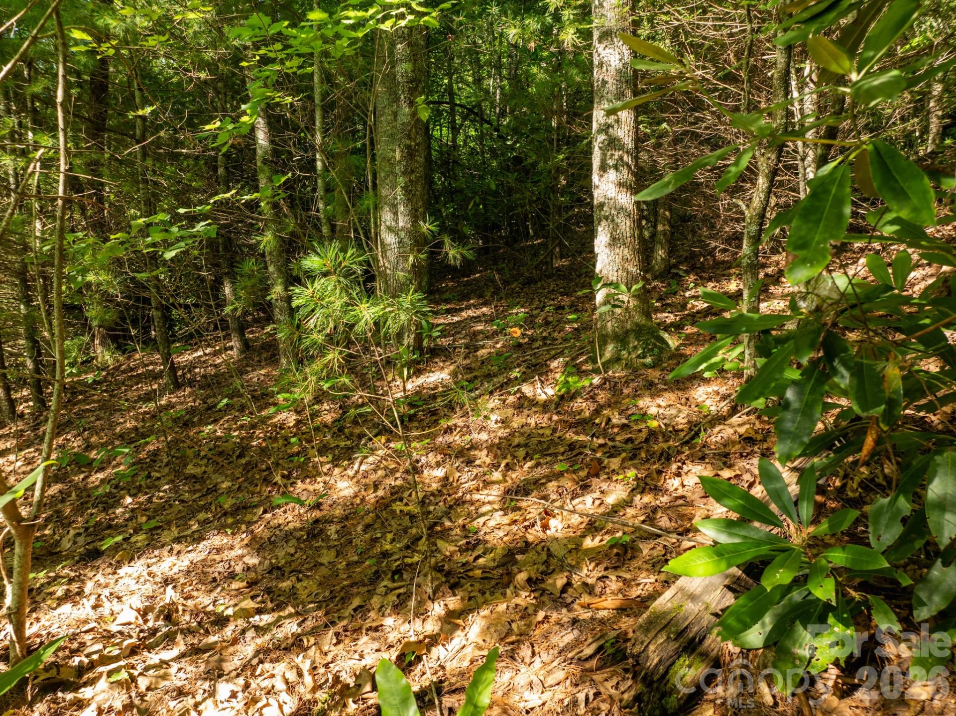 59 Old Greybeard Loop - Photo 10