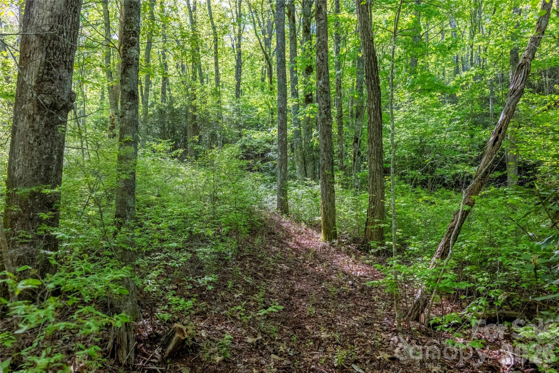 TBD Long Ridge Road - Photo 4