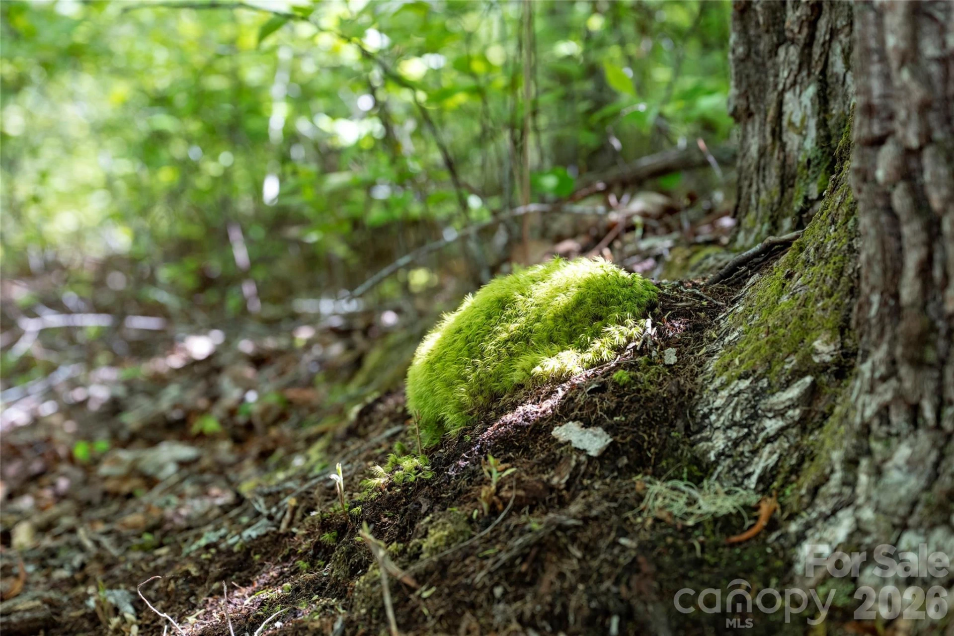 TBD Long Ridge Road - Photo 9