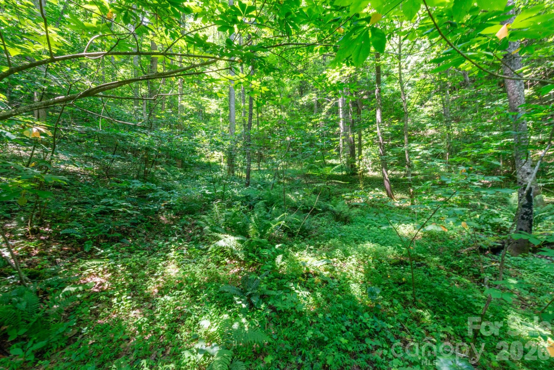 ### Board Tree Road #3 - Photo 6