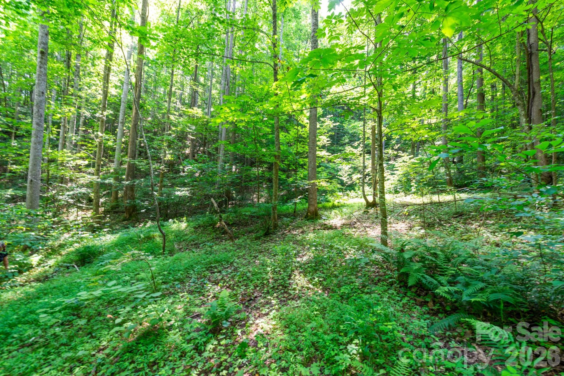 ### Board Tree Road #3 - Photo 7
