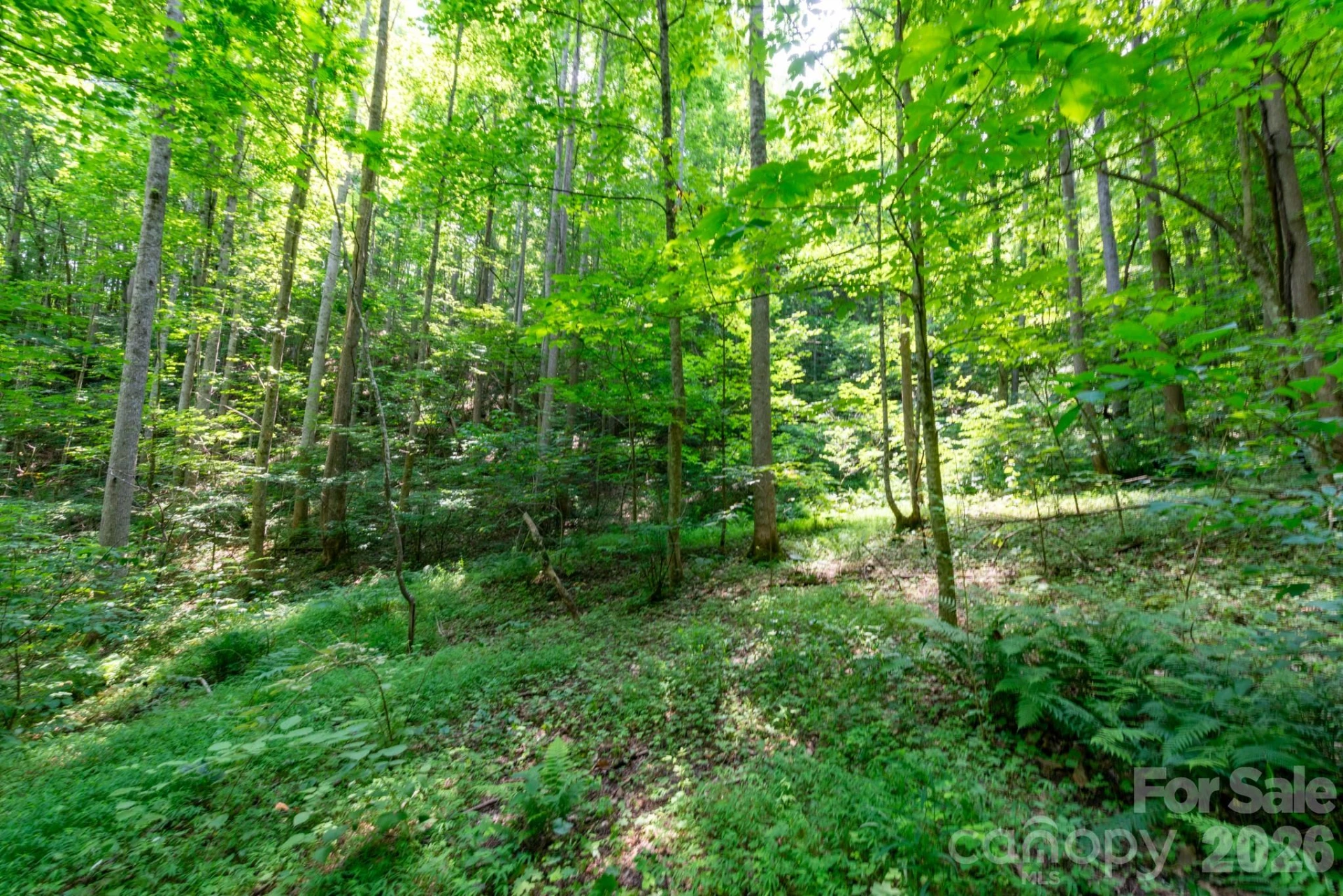 ### Board Tree Road #3 - Photo 8