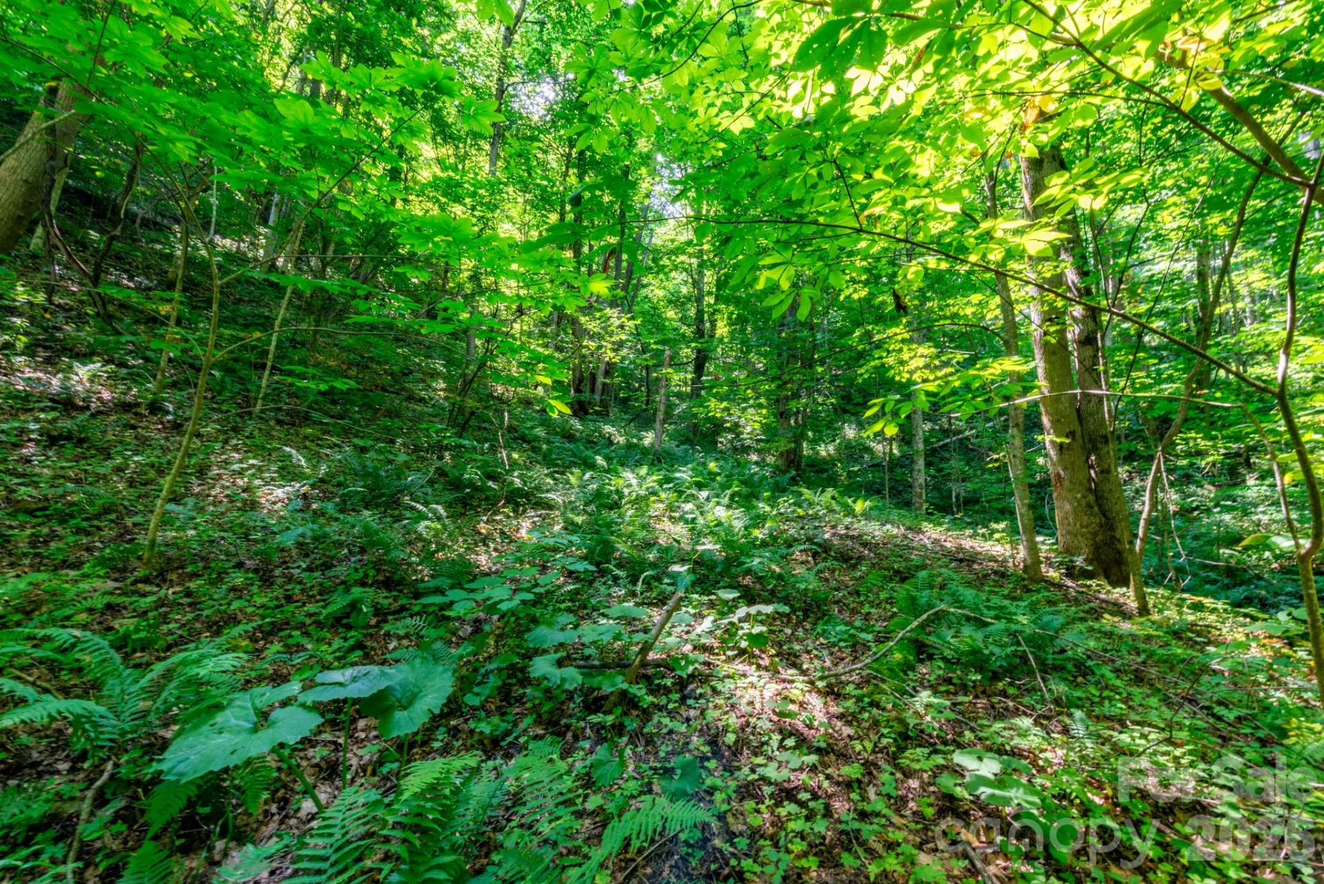 ### Board Tree Road #3 - Photo 9