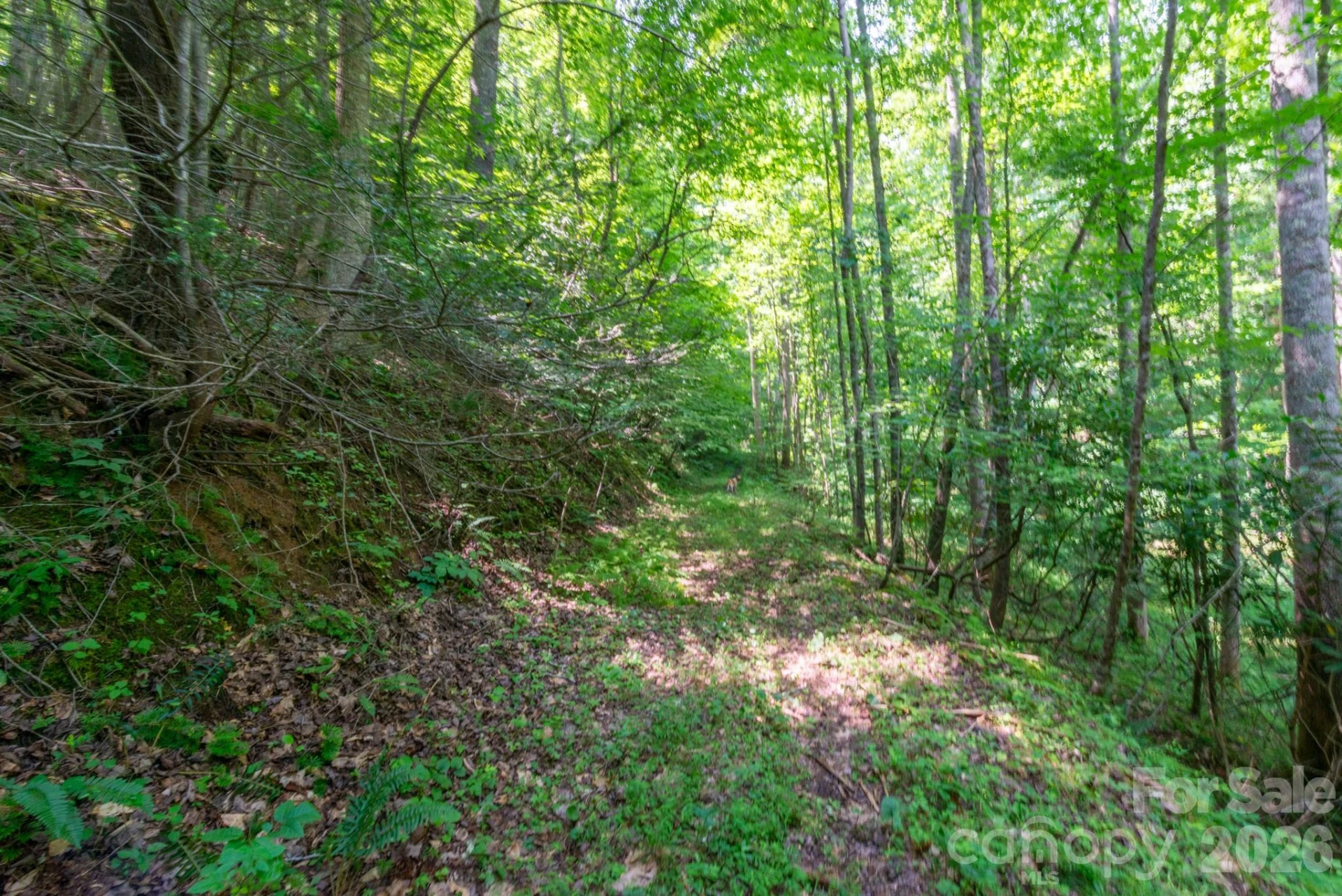 ### Board Tree Road #6 - Photo 5