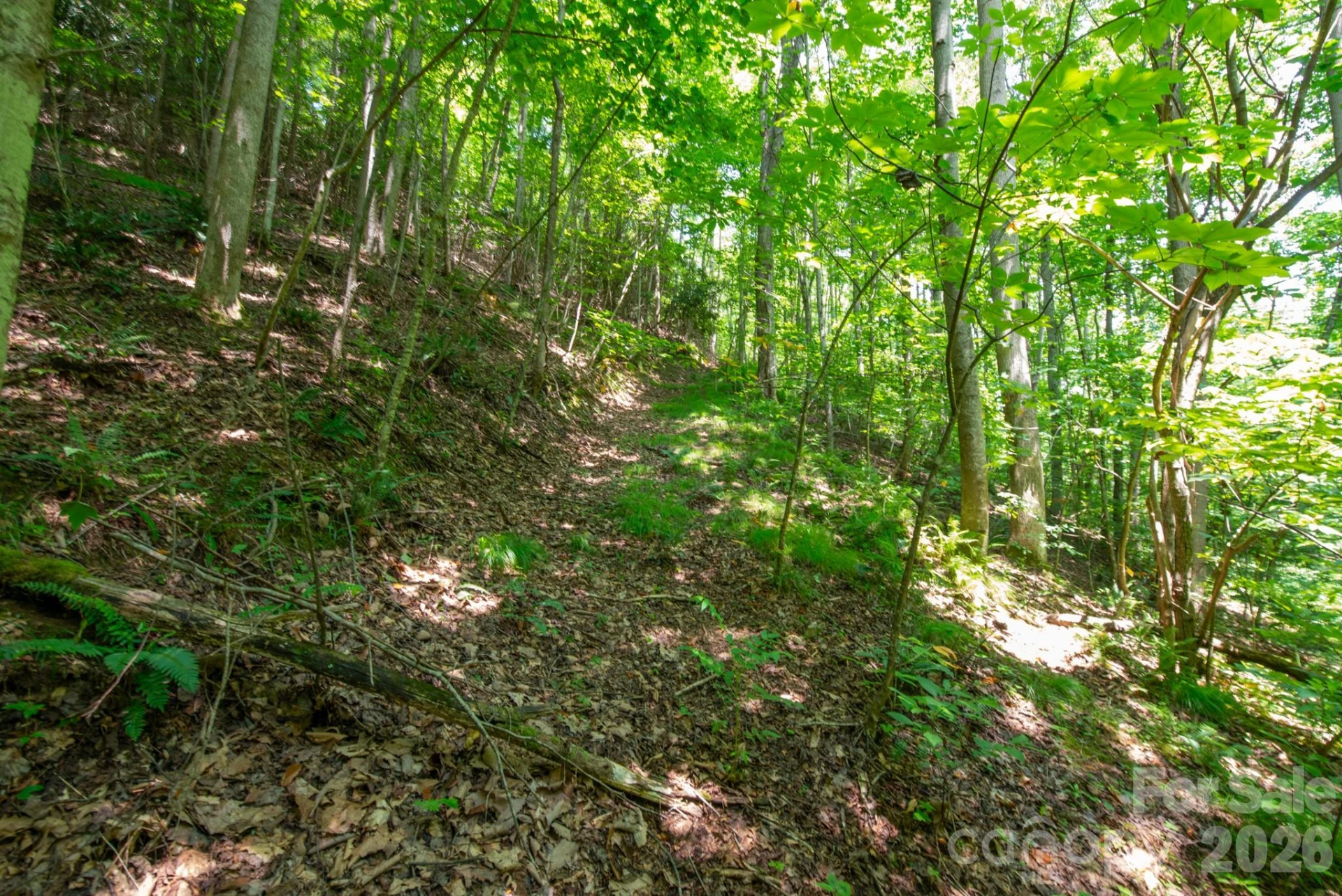 ### Board Tree Road #6 - Photo 6