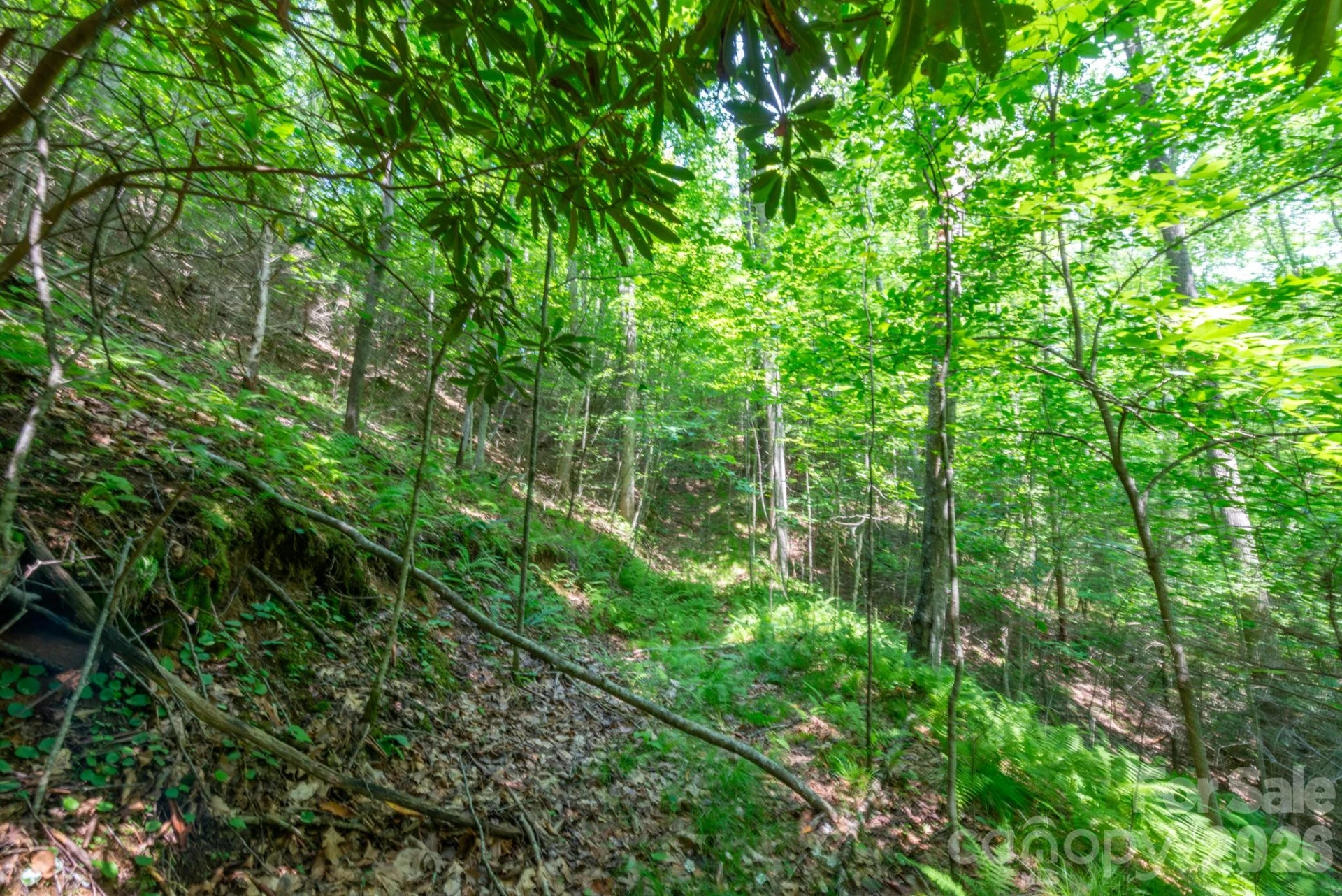 ### Board Tree Road #6 - Photo 7