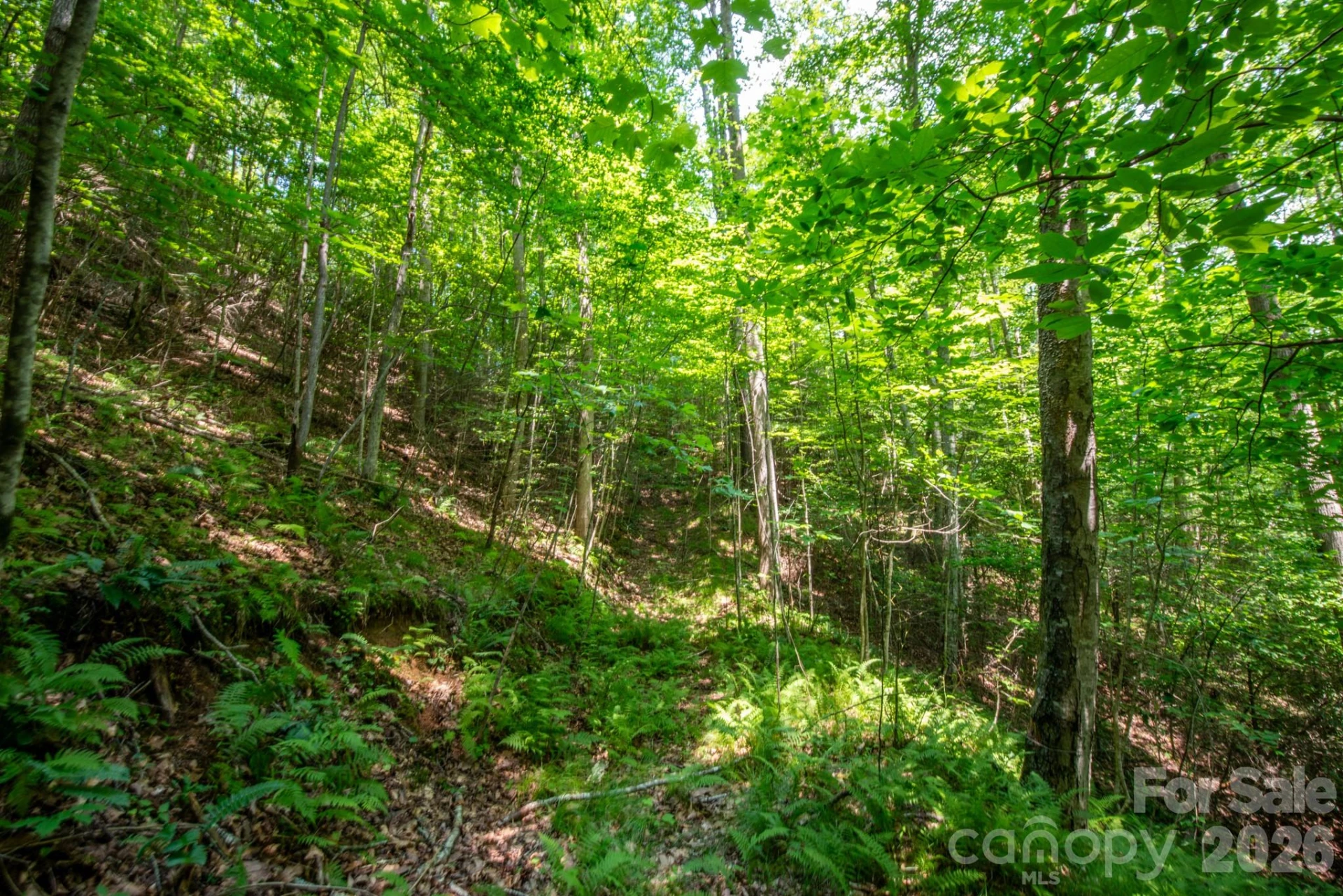 ### Board Tree Road #6 - Photo 8