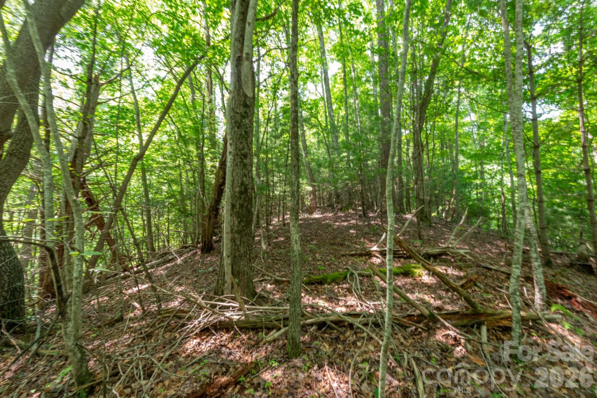 ### Board Tree Road #6 - Photo 9
