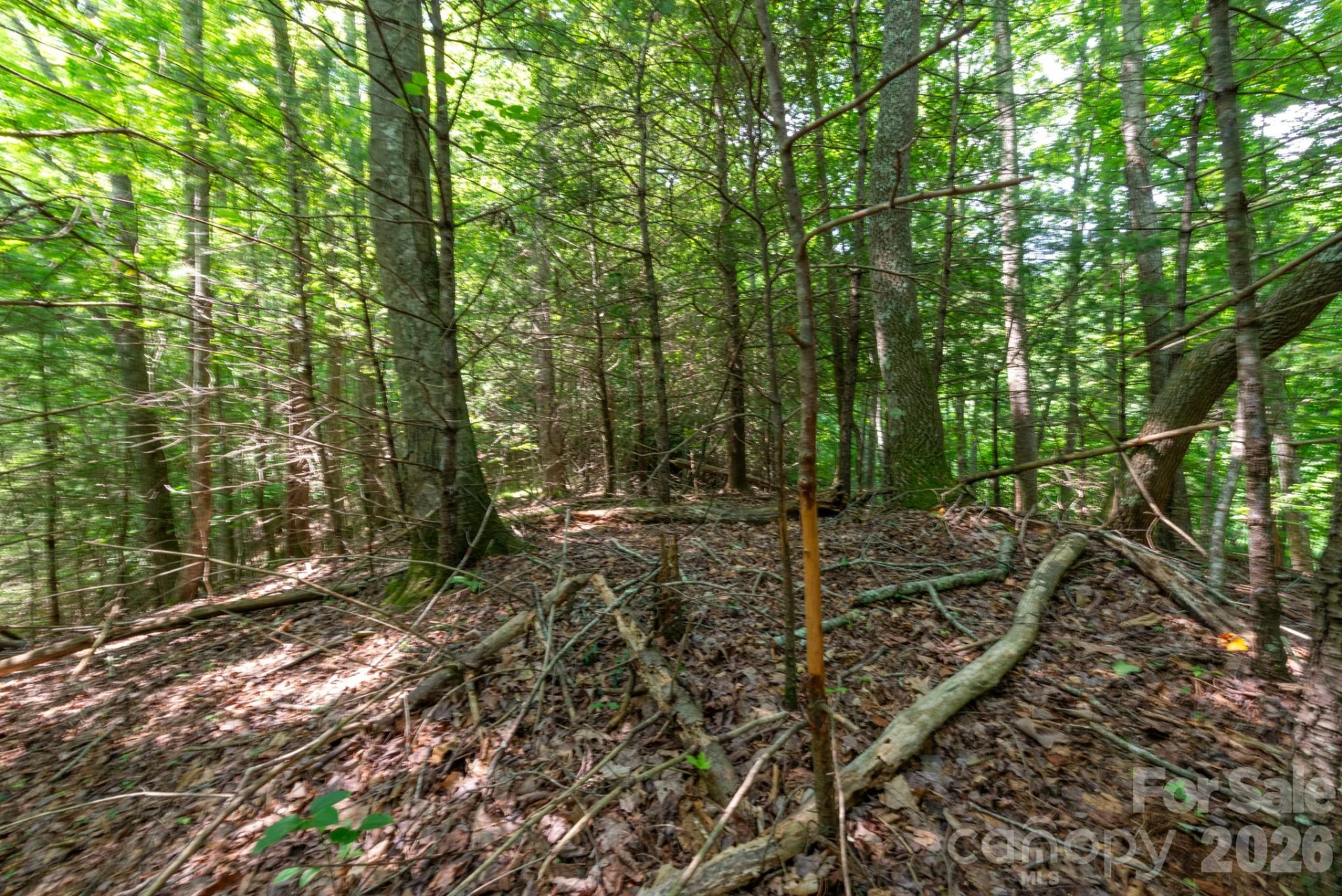 ### Board Tree Road #6 - Photo 10