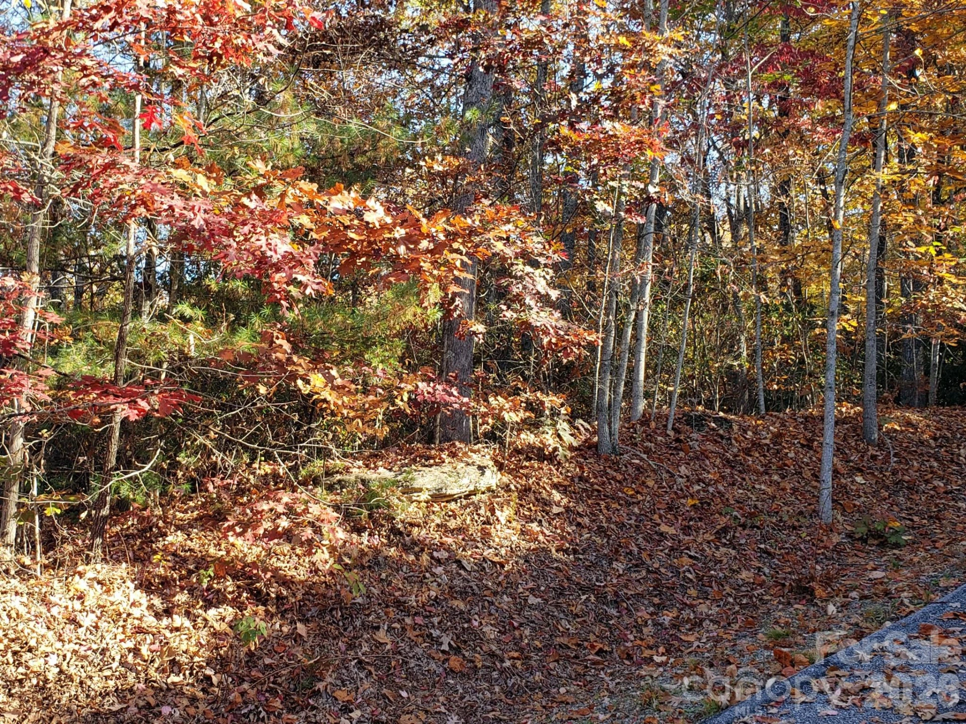 TBD Top Oaks Lane #Lot 58 - Photo 13