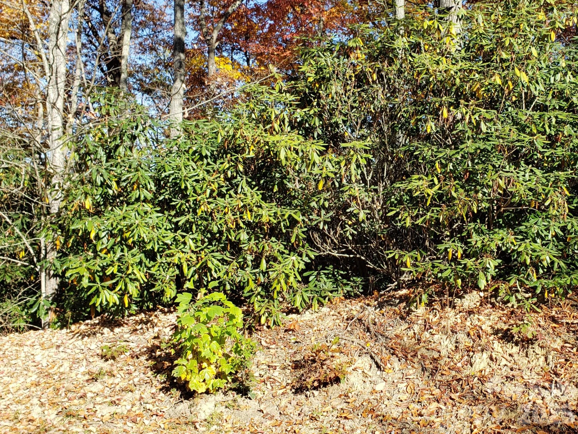 TBD Top Oaks Lane #Lot 58 - Photo 14