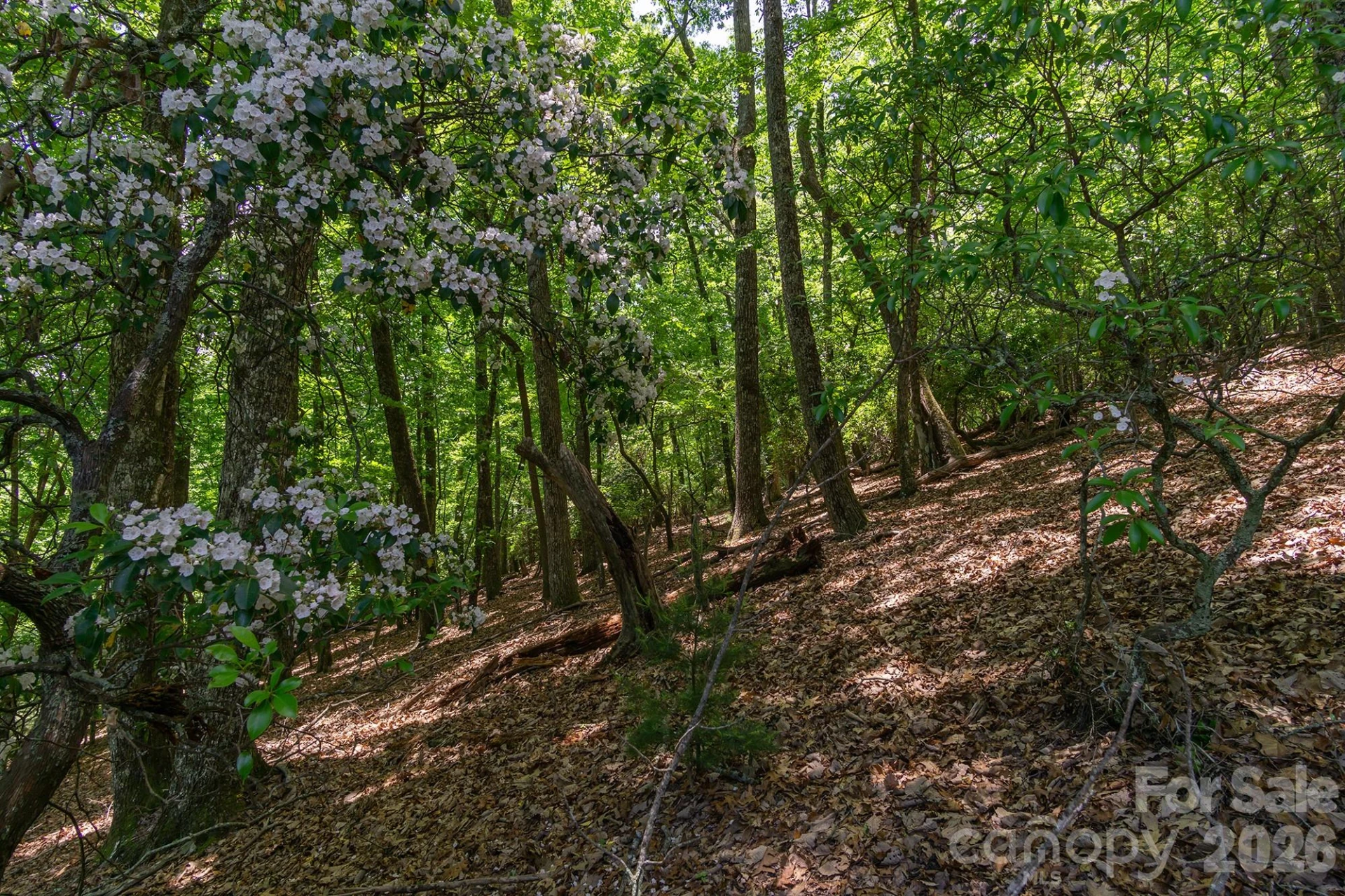 lot 53R Mills River Way #Lot 53R - Photo 3