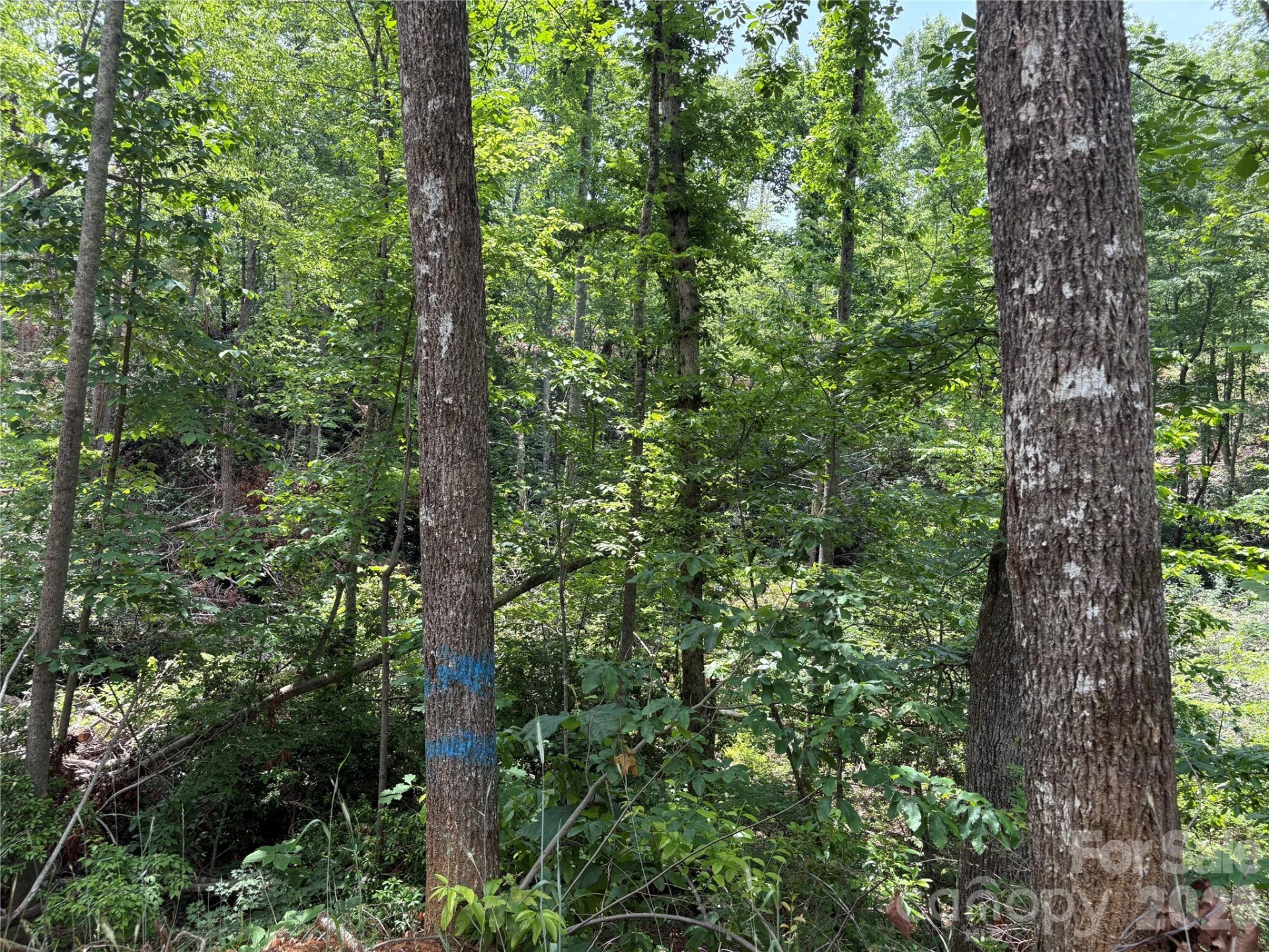 TBD Early Road - Photo 10