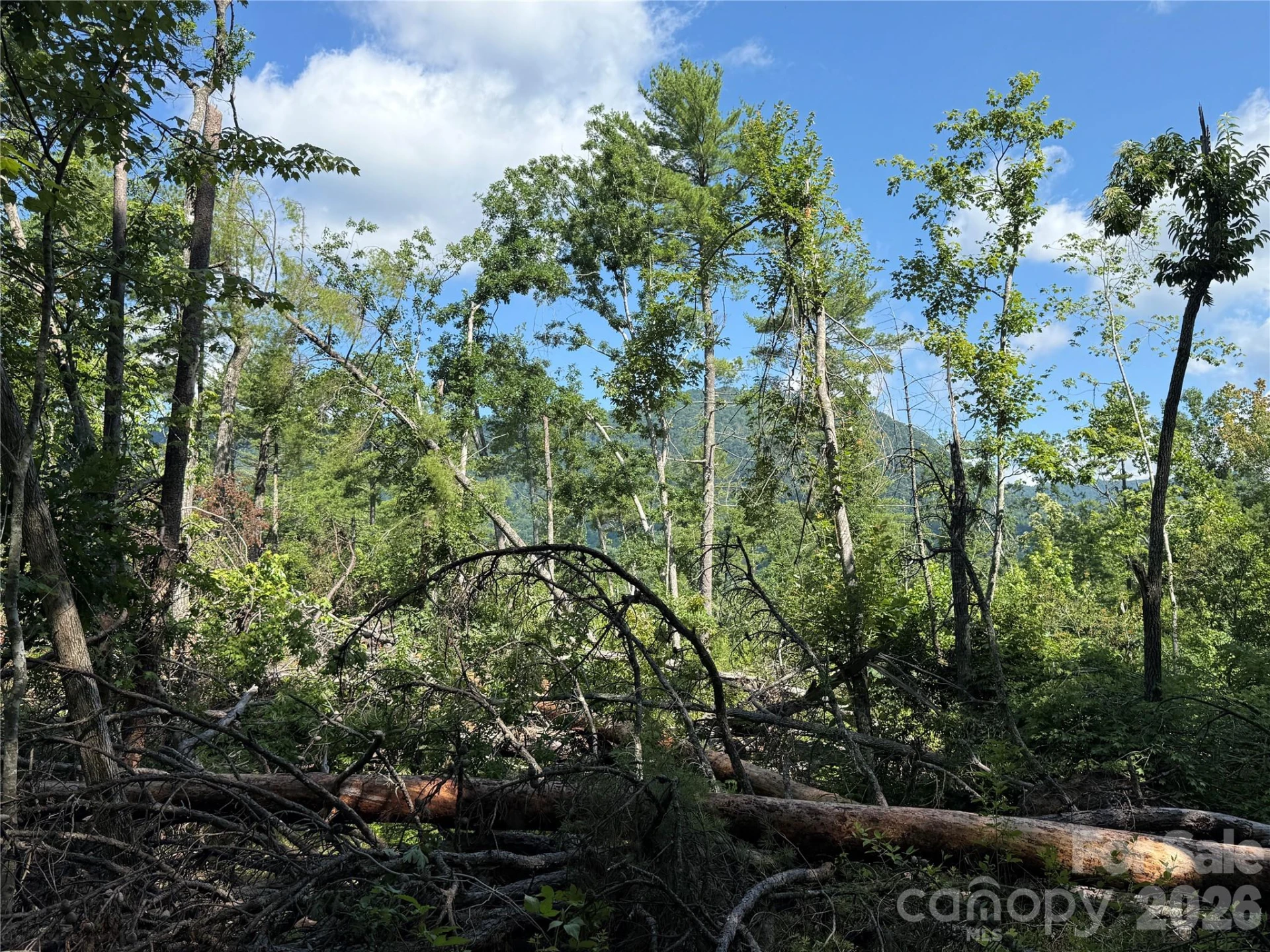 999 Fox Ridge Trail #7 - Photo 6