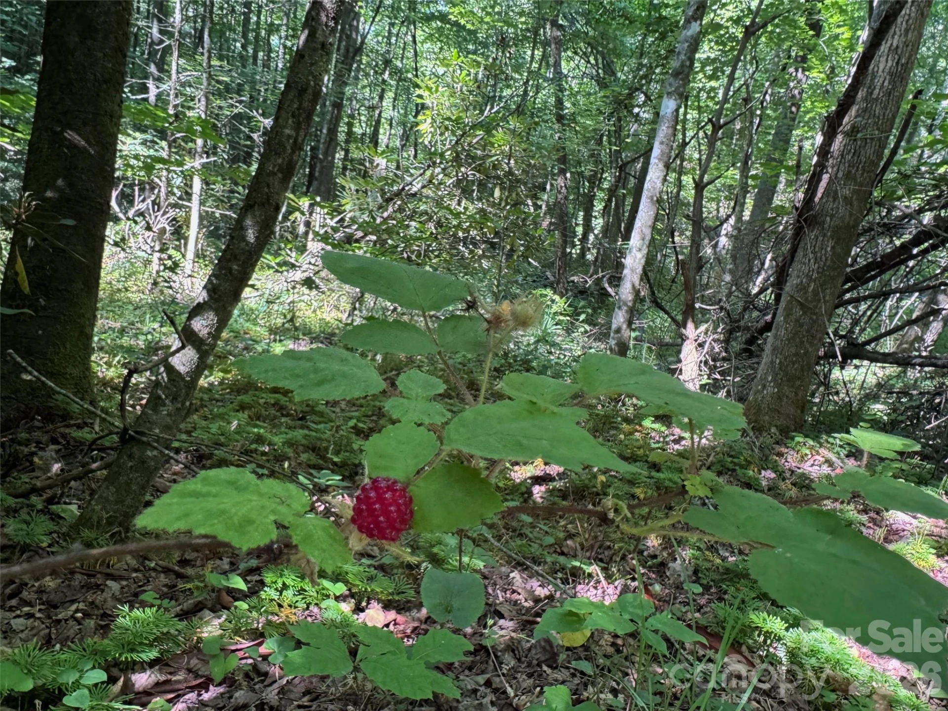 454 Forest Brook Road - Photo 23