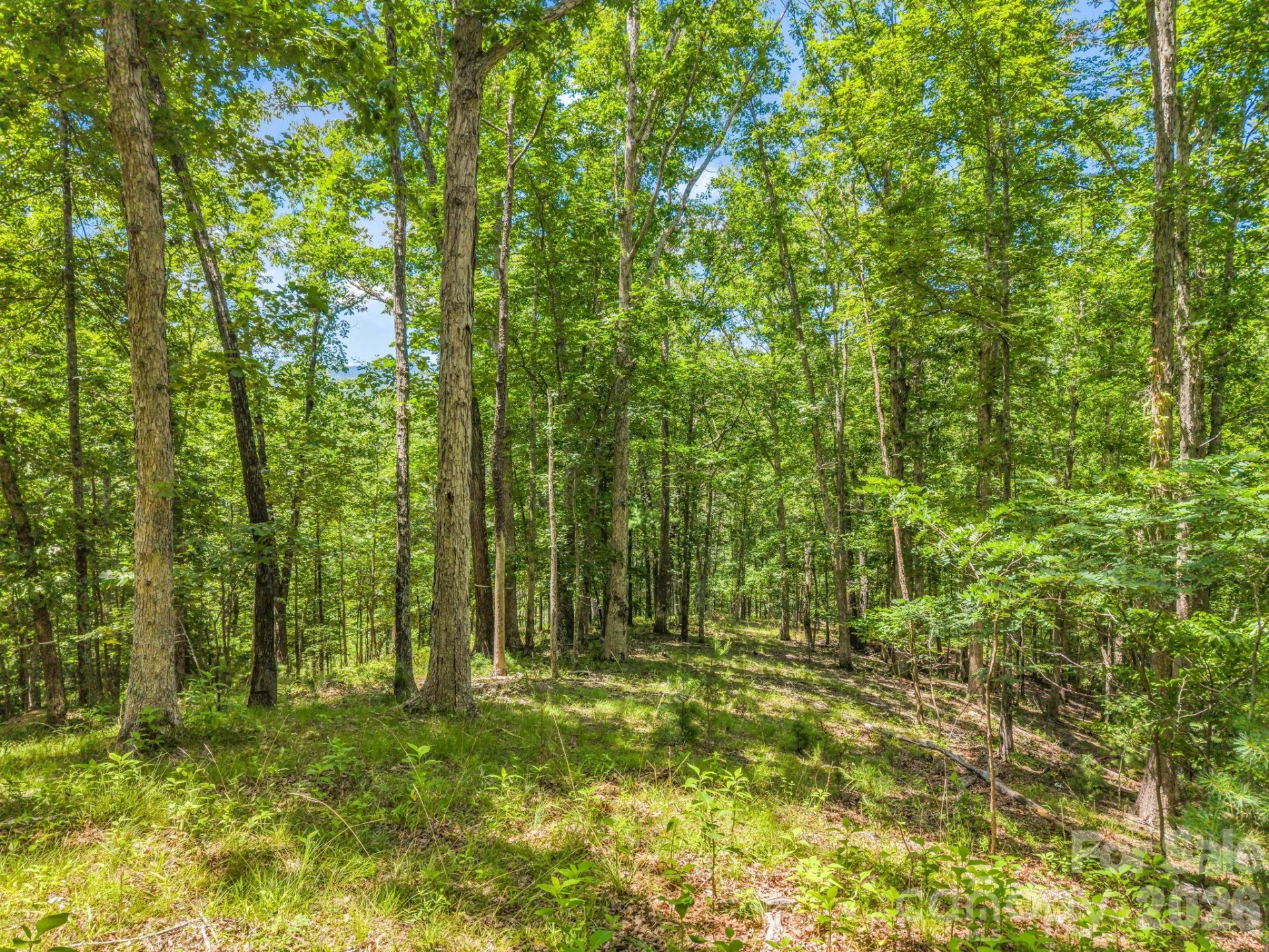 3670 French Broad Parkway - Photo 6
