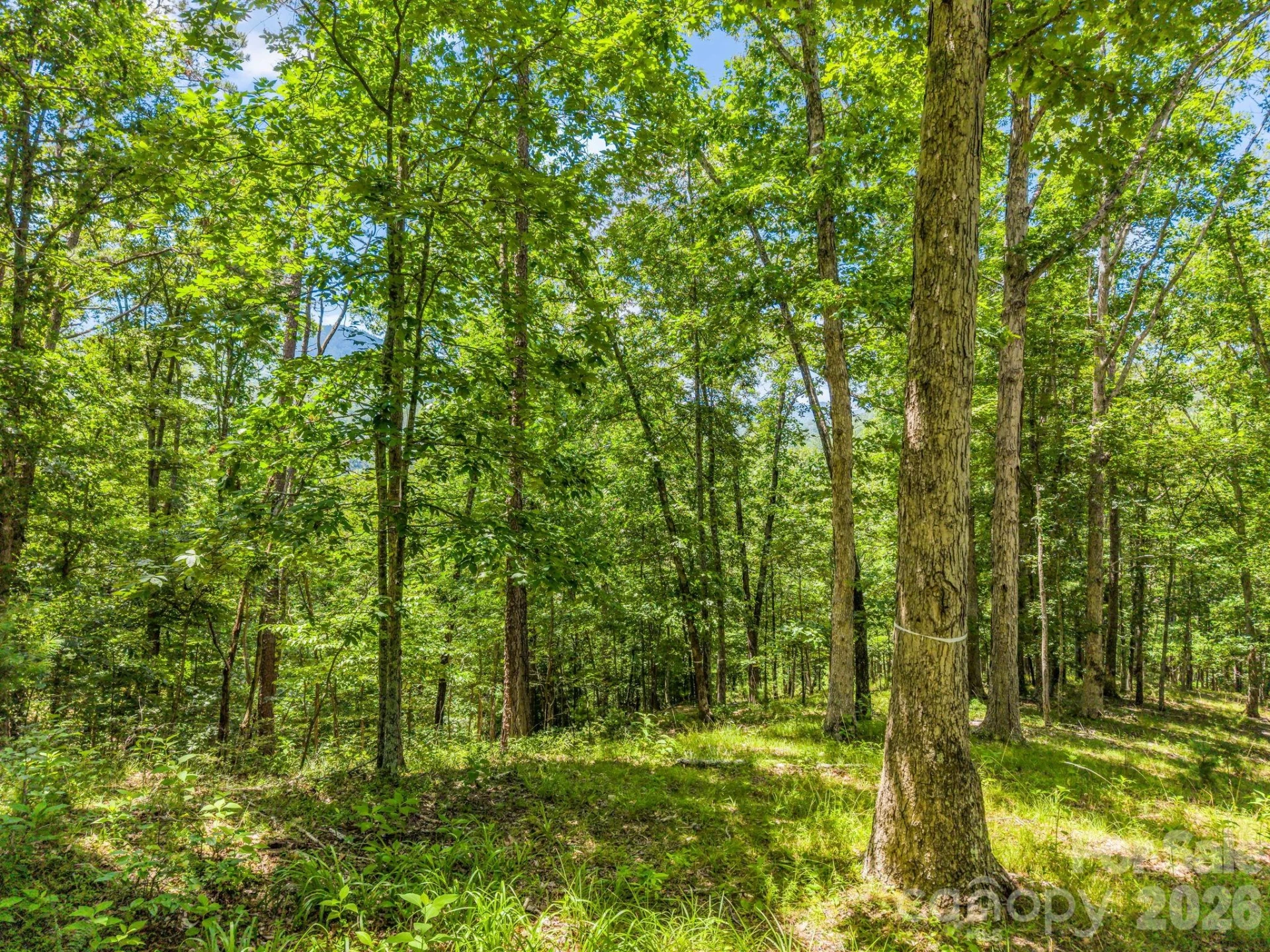 3670 French Broad Parkway - Photo 7