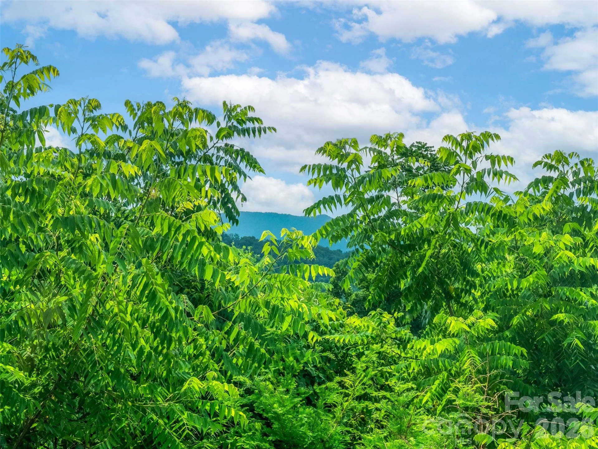 647 Town Mountain Road #309 - Photo 10