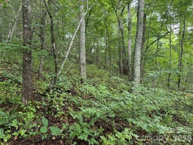 TBD Meadow Fork Road - Photo 2